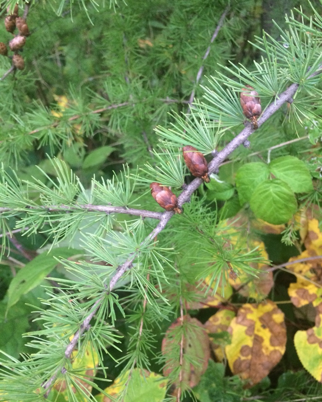 Golden Needles of the North
✨The Tamarack glow hits different.✨
Meet Larch (Larix laricina) — the only native conifer in Ontario that drops its needles each fall!
Before winter, it blazes a brilliant gold, lighting up wetlands and northern forests. Larch (Larix laricina) is one of the few trees that can survive in permafrost! Its roots can grow in frozen ground where almost nothing else can take hold. In parts of northern Canada, Larch forests are literally growing on ice helping stabilize permafrost soils and slow erosion.
Why it matters:
🌿 Larch improves wetland soils with organic matter.
🪶 Provides nesting habitat for birds like the yellow-rumped warbler.
🐾 Supports biodiversity in bogs and lowlands where few trees thrive.
A true symbol of resilience and renewal — thriving in the toughest, coldest, wettest places.
🌱 Planting to Protect. Restoring to Thrive.
🌿 @OriginNativePlants
OriginNativePlants.com
#LarchLove #TamarackTime #NativeTreesOntario #GoldenForest #WetlandRestoration #EcoGuelph #CanadianNativePlants #BorealBeauty #OriginNativePlants #PlantNativeSaveNature #ResilientByNature #FallGlow #TreeMagic #BiodiversityBoost #NatureRestoration