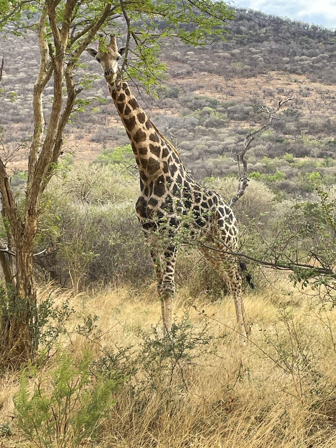 Just back from running a fantastic incentive group in South Africa!
Kate Roberts and Ali Buchanan welcomed the fabulous group in Johannesburg, before continuing the journey to Qwabi Private Game Reserve, part of Newmark Hotels & Reserves for a couple of days of game drives amongst the beauty and serenity of the bush.
Absolutely stunning!
Next stop took us down to Cape Town and the Mount Nelson, A Belmond Hotel - a hotel to behold!
The city didn’t disappoint with the sun shining continuously over Table Mountain, Houts Bay, Cape Point and the V&A Waterfront.
One of the highlights whilst in the city was transfers on motorbikes and side cars to the farewell dinner! Such good fun.
Thank you so much to our fabulous on the ground team from Green Route Africa and especially Silvia Tevez for your wonderful support.
Until next time South Africa!
.
.
.
#limebluesolutions #travel #hotels #events #design #venue #live #virtual #production #av #incentives #rewards #client #sitevisit #uk #successful #networking #LuxuryHotelsUK #venuefinding #eventprofessionals #eventprofsuk #berkshire #cookham #creativesolutions #eventstyling #lifestyle #johannesburg #capetown #southafrica