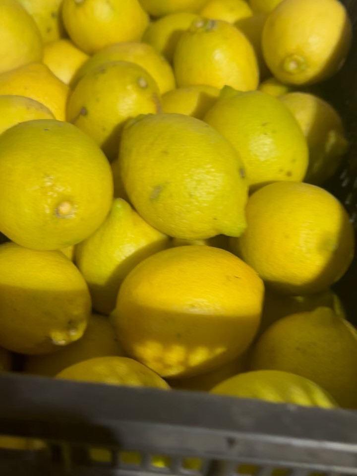 We have an incredible lineup for this weekend’s Camellia Groves Local Harvest Lemon UPick and Neighborhood Market!!
Organic eggs and chickens, honey, pumello grapefruit, avocados, UPick lemons, soft pretzels, jans and jellies, gourmet breads and confections, kettle corn, and lemonade!! We will also have live music featuring TroliBear!
Our fall market is so lovely with the fall weather and breezy weather. Come stroll through our organic lemon grove and get an amazing deal on lemons while they’re in season!🍋🍋🍋
#🍋🍋🍋 #lemonade #freshfromflorida #farmstand #upick #fallfestival #limoncello #camelliagroves