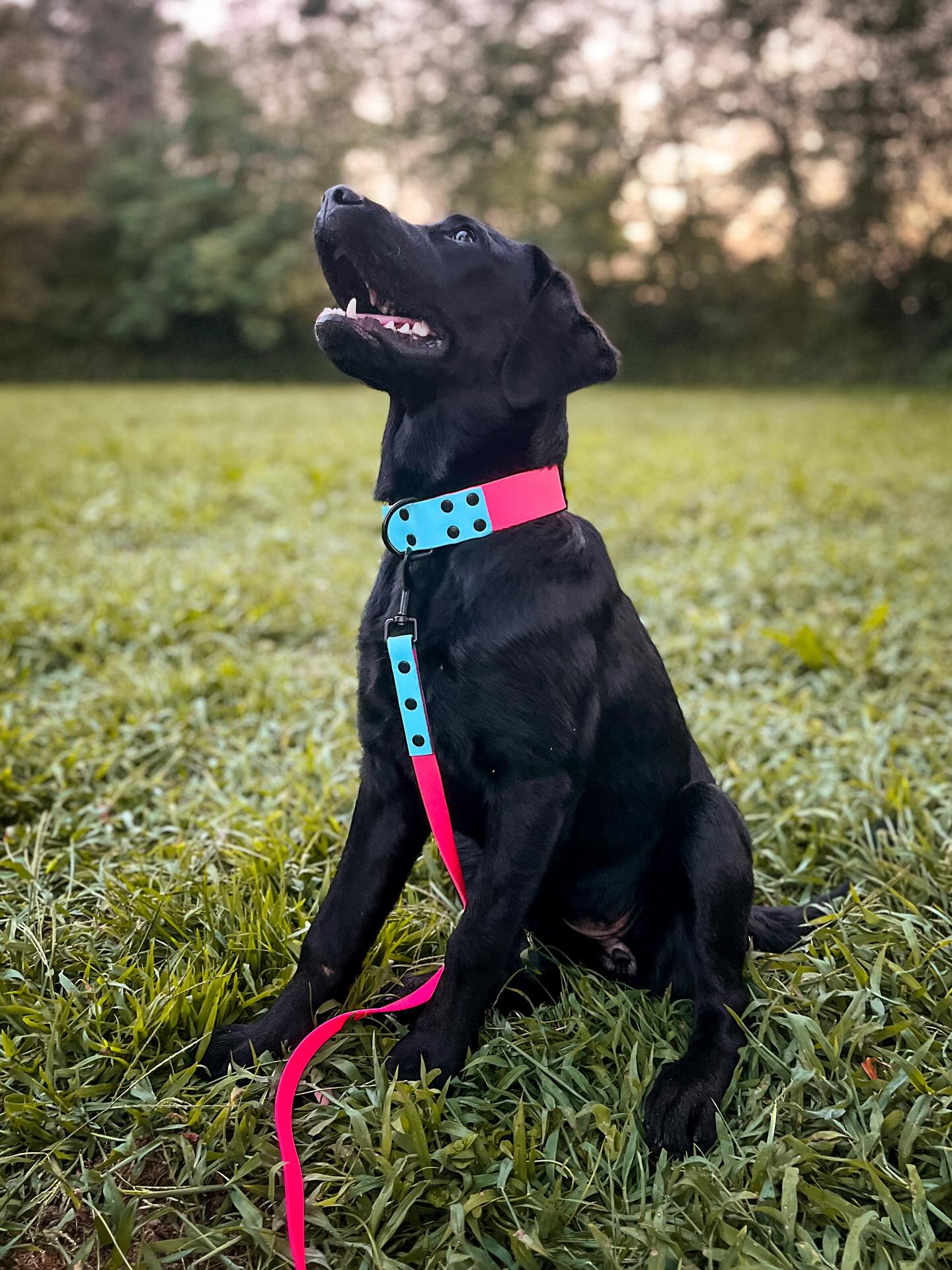 Beautiful Thira! ❤️
#dogtoy #DogLovers #BiothaneCollars #DogLeashes, #PetAccessories #DurableDogGear #AdventureDogs #WaterproofDogGear #CustomDogCollars #OutdoorDogs #DogGear #PetLovers #BiothaneLeashes #activepets #dog @paracord.eu #dogsofinstagram #biothane #doglife #dogcollar