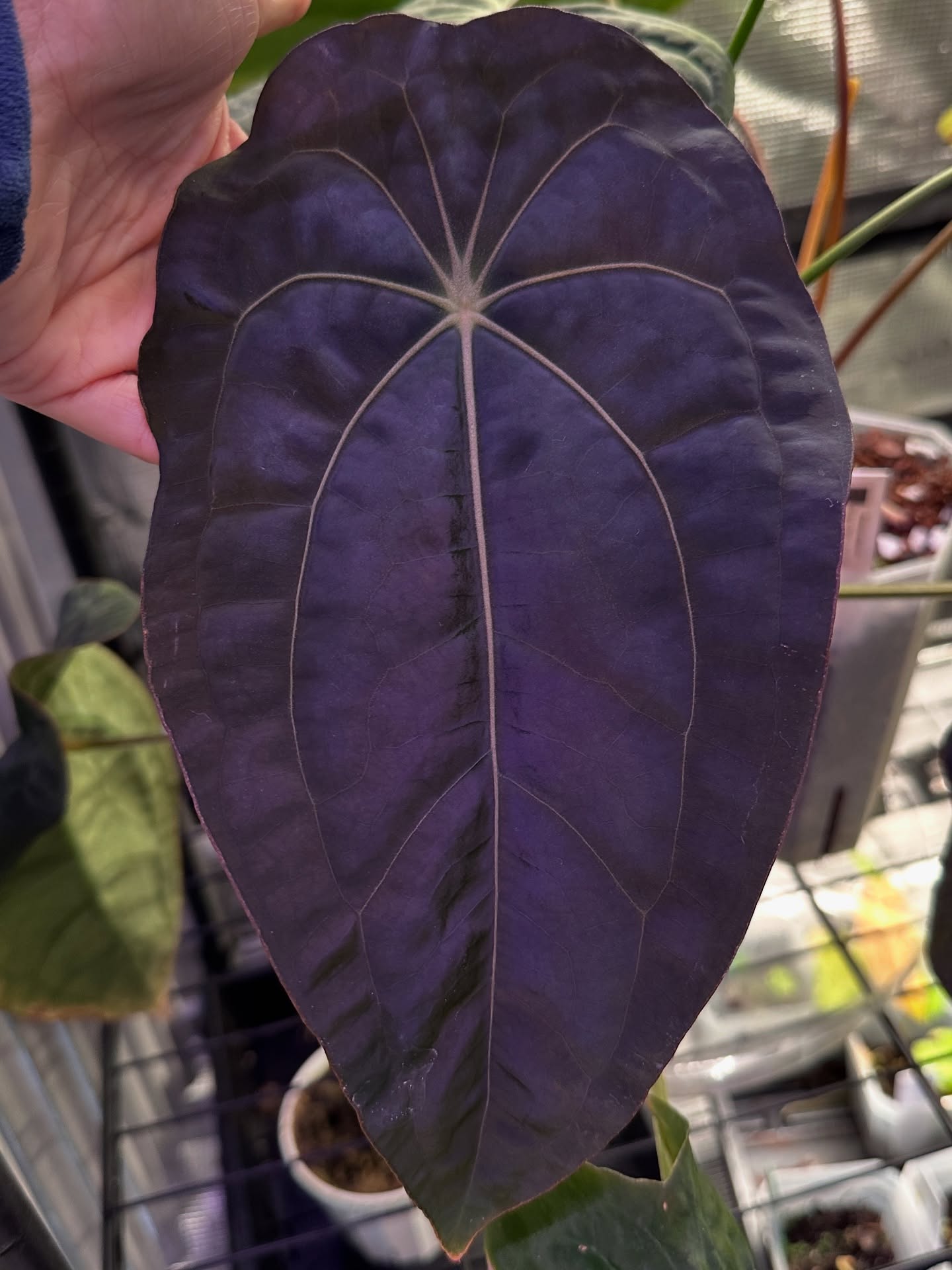 A new parent in the breeding program. 🥵
Presenting Forgetti X RG Dressleri
Produced by Fontanimals
I have recently selfed this beauty and look forward to sharing early next year 🤎
#anthuriumhybrid #tropicalplants #raretropicalplants #anthuriumrgdressleri #anthuriumforgetii #plantsmakemehappy #plantofinstagram #velvetjungleplants