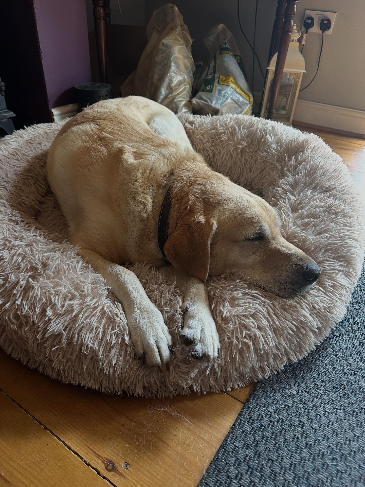 And… sleep! 😴
It’s so lovely to see my patients super relaxed after their sessions!
Why does our treatment give dogs that sleepy feeling?
🏠 In their own environment: Treatments are given in the comfort of their own home (usually on their own bed!), away from the stress of busy environments, other dogs and people.
🖐️ Pain relieving treatments: Our treatments help release tension, ease discomfort and increase endorphin release for that feel good factor
🐕 In their own time: Our sessions are NEVER rushed. Your dog is given plenty of time to settle into their treatment. We do not force any treatment or assessment if your dog shows stress. A relaxed dog is a happy dog!
🧠 Mental and physical stimulation: Our tailored exercises encourage your dog to use their brain and body in ways they may not be used to. It can be a lot harder than it looks!
If you think your pet would benefit from physiotherapy with Furapy, pop us a message or call 07702082602. You can also visit us at www.furapy.uk
