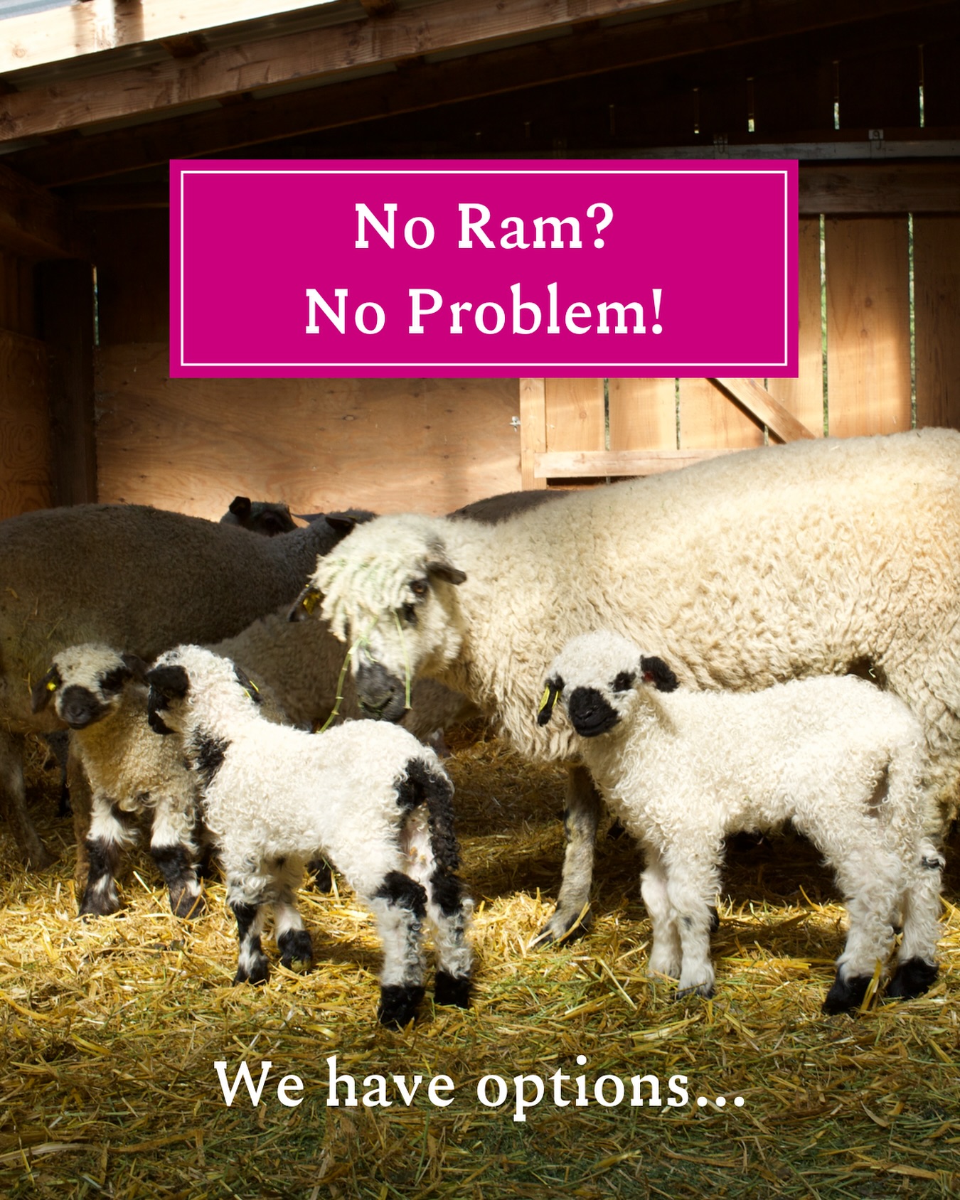 You don’t need to own a ram to enjoy lambing season! Maybe you don’t really want a ram but you do want lambs.
Consider a deposit on confirmed pregnant F1 ewes carrying F2 lambs! You end up with all the sweetness and none of the hassle.
🐑 We Breed F1 Ewes on Our Farm
🍼 You Lamb F2 Lambs on Your Farm
🐏 No Ram Required
🧬 Beautiful Genetics
📩 Call or Email for Currently Availability!
Our bred F1 ewes come to you confirmed pregnant, bred and raised right here at Wild Rose Farm.
#valaisblacknosesheep #breedup #bredewe #smallfarm #sheepbreeders #lambing #lambingseason #breedingseason #f1ewe #f2lamb #livestock #noramrequired #sheep #wildrosefarm