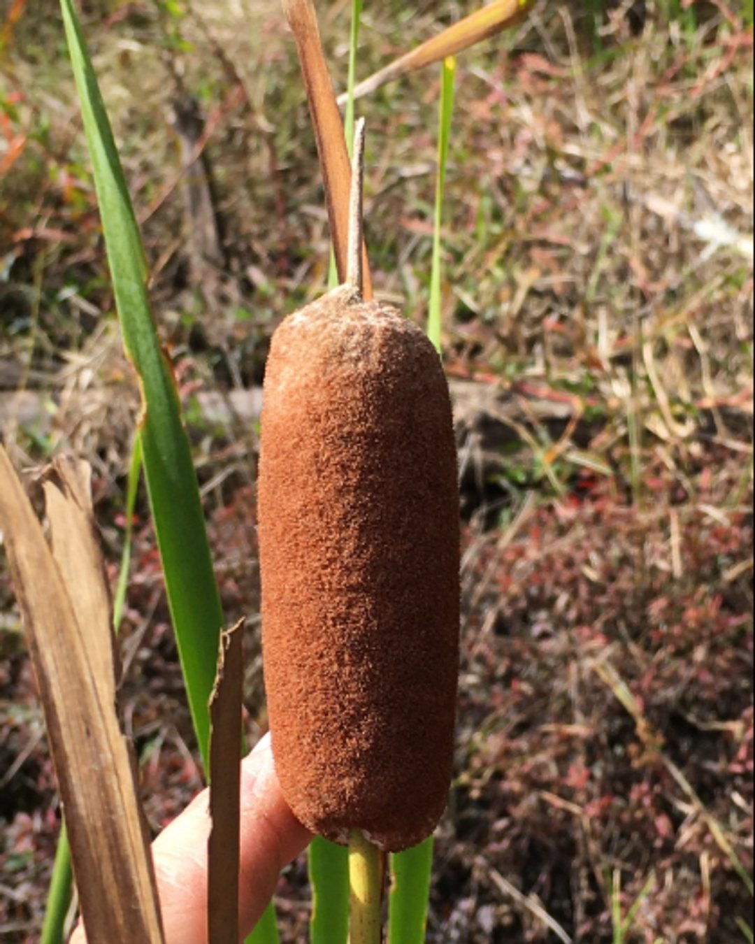 🌿 Introducing the Broadleaf Cattail(Typha latifolia)! Perfect for urban wet gardens and small wetland restorations. This native plant helps filter excess nutrients and improves water clarity. Ready to plant?
This native powerhouse is perfect for pocket wetlands, eco-buffer zones, and novel ecosystems that filter, cool, and bring life back to the landscape.
💧 Cleans water naturally
🌾 Builds habitat fast
🌍 Thrives in standing or saturated soils
Nature’s design language is balance — and Typha latifolia speaks it fluently.
🌱 Planting to Protect. Restoring to Thrive.
@OriginNativePlants
OriginNativePlants.com
#NewArrival #BroadleafCattail #TyphaLatifolia #PocketWetlands #EcoHydrology #NativeWetlandPlants #OriginNativePlants #BiodiversityBoost #ResilientByNature #EcoDesign #WetlandRestoration #PlantNativeSaveNature #SustainableLandscapes #NatureHeals
#BroadleafCattail #NativePlants #EcoGardening #SustainableGardening