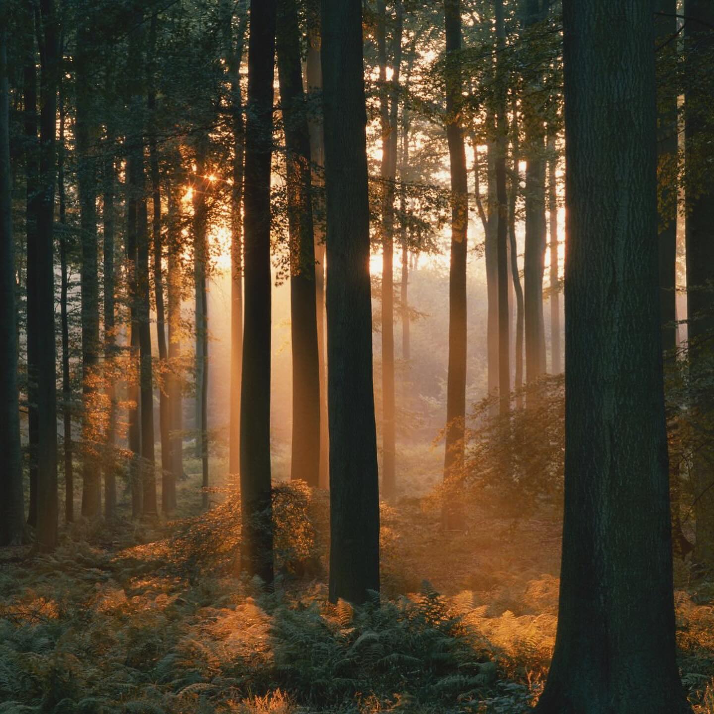 🌳 Conférence à la bibliothèque de La Neuveville 🌿
Le mercredi 29 octobre à 18h30, nous aurons le plaisir d’accueillir Ernst Zürcher, ingénieur forestier, chercheur et auteur passionné, pour une soirée dédiée aux liens entre la santé de la terre et celle de l’homme. 🌎💚
Scientifique atypique et poète de la forêt, Ernst Zürcher nous invite à (re)découvrir les arbres autrement, comme des êtres vivants fascinants, essentiels à l’équilibre du monde.
📅 Mercredi 29 octobre à 18h30
📍 Bibliothèque de La Neuveville
🎟️ Entrée libre
Une rencontre inspirante à ne pas manquer 🌲✨
#LaNeuveville #BibliothèqueLaNeuveville #Conférence #ErnstZürcher #Forêt #Arbres #Nature #Émerveillement #Écologie
