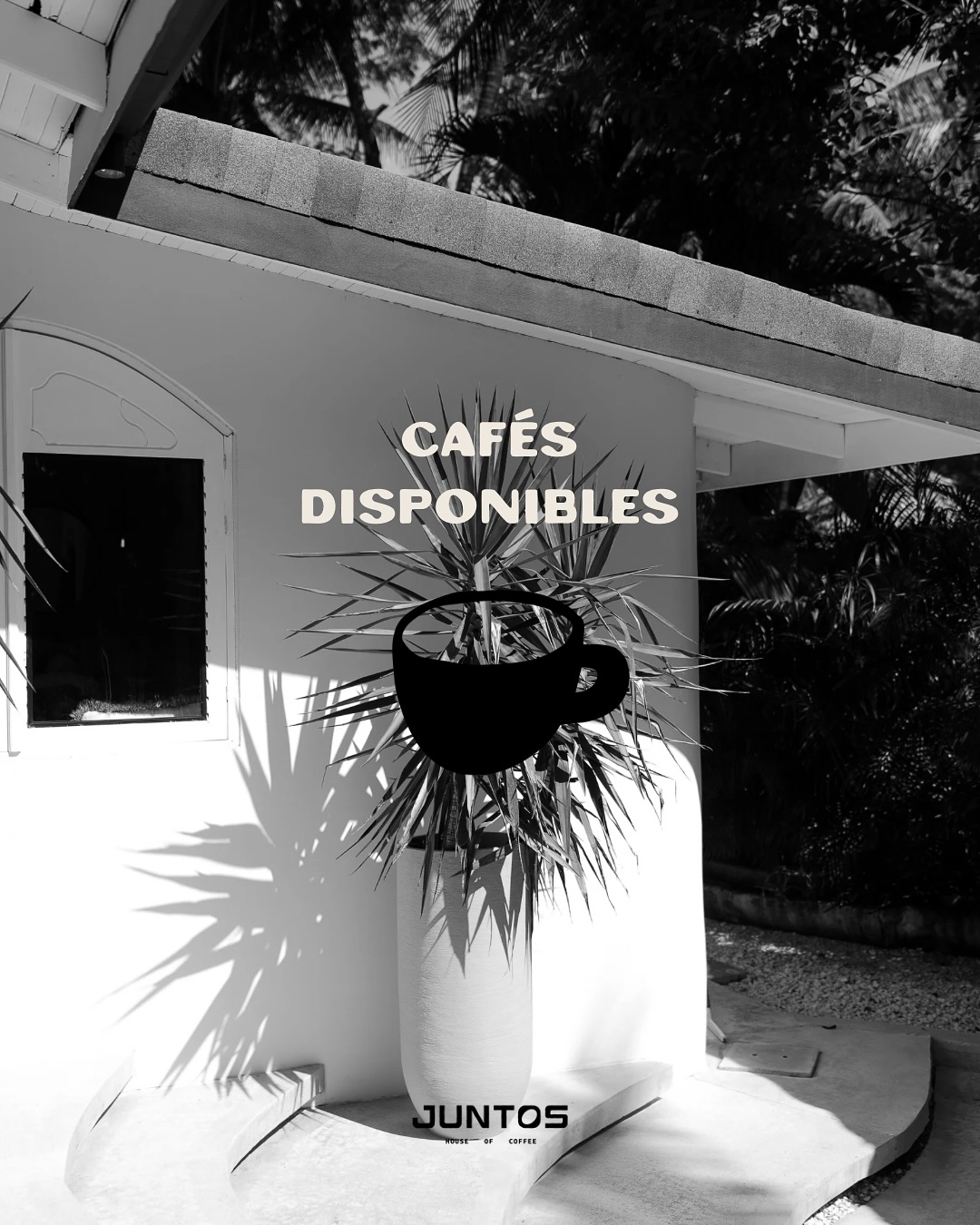 De las manos de nuestros productores a tu taza.
Recién tostado. Disponibles la próxima semana.
Cantidades limitadas — cada bolsa cuenta la historia de la dedicación y el sabor costarricense. No te pierdas este tueste.