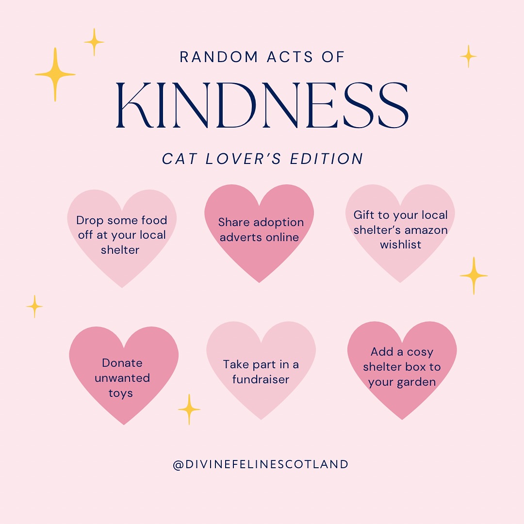 🐾✨ Small acts. Big hearts. ✨🐾
Here are a few purrfect ways to make a difference for cats this week - from sharing adoption posts to dropping off a little food or love at your local shelter 💗
Let’s start a kindness chain for cats 🐈💞
Save + share this post and tag someone who’d do one of these today ⤵️
Every repost = more cats helped 💕
#catlover #catowner #catcare #catgrooming #catloversedition #catrescue