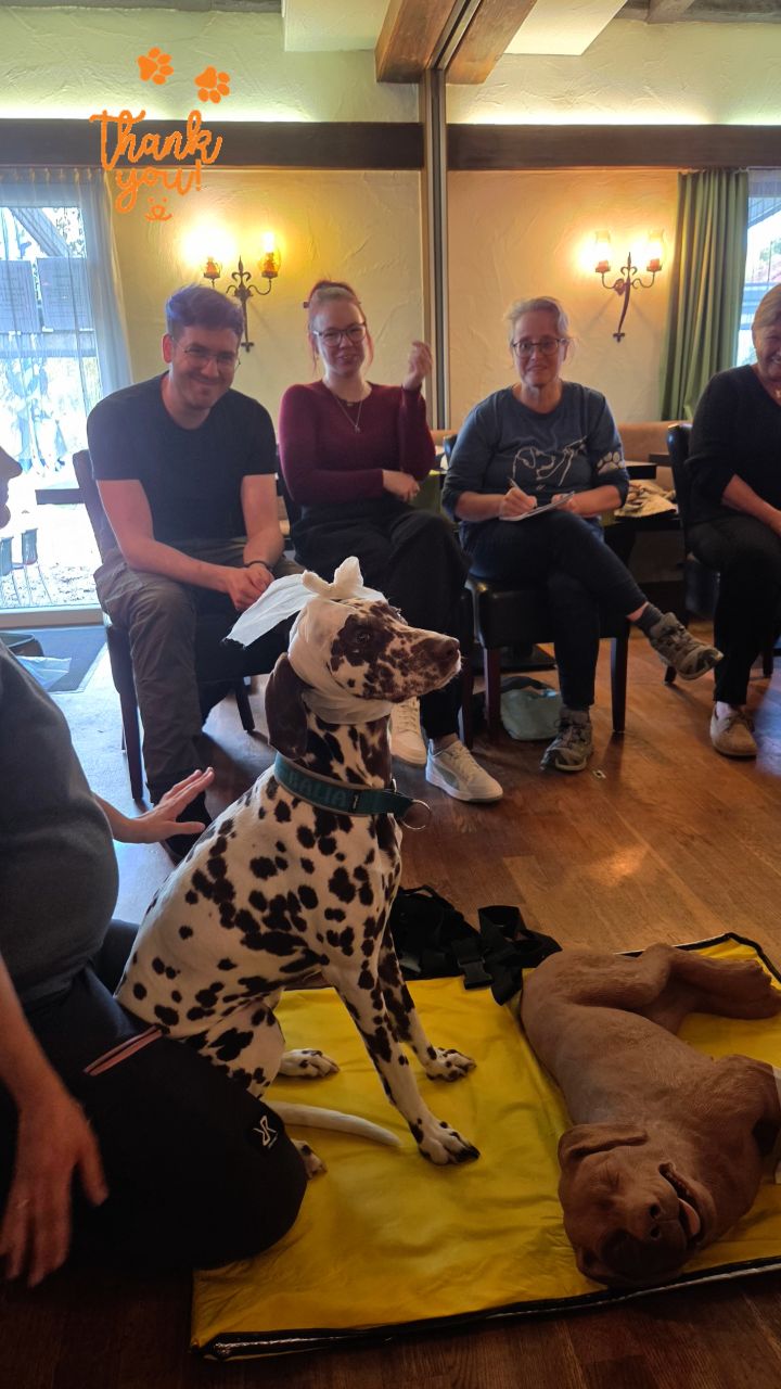 ✨ Workshop-Erlebnis – Erste Hilfe am Hund ✨
Gestern durfte ich gemeinsam in Zusammenarbeit mit CAPA – Erste Hilfe am Hund einen unglaublich lehrreichen und spannenden Workshop durchführen. 🐾
14 frisch ausgebildete und hochmotivierte Teilnehmer:innen haben mit großem Interesse und Engagement teilgenommen – und am Ende durfte Carmen von CAPA jedem stolz das Zertifikat überreichen. 🎓🐶
Ein riesiges Dankeschön an
💛 Carmen @capa_erstehilfeamhund – für die tolle Zusammenarbeit,
💛 das Gasthaus zum Schützen in Leibstadt für die herzliche Gastfreundschaft,
💛 und natürlich an alle Teilnehmer:innen und ihre Hunde, die diesen Tag so besonders gemacht haben.
Es war ein wunderbarer, intensiver und herzlicher Tag – von Herzen für dich und deinen Hund.
Euere Yory - Code.Doglove🐾💛
#ErsteHilfeAmHund #Workshop #Codedoglove #CapaErsteHilfe #Hundetraining #Hundeliebe #Teamwork #WissenRettetLeben #Hundeverhaltenverstehen #VonHerzenFürDichUndDeinenHund