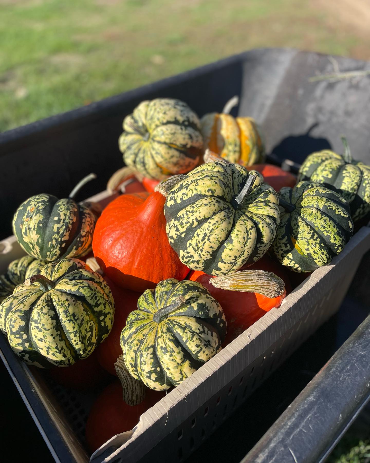 LAST @farmersmarketatsandpoint TOMORROW!!! Come by and enjoy the bounty of harvest season. It’s squash and black cat energy over here on the farm. Michael (Rose’s dad) has been bagging up all your greens and now Mila the dog joins in. Also, we moved a greenhouse yesterday—getting all ready for an epic winter of fresh veggies. #autumn #halloween #harvestseason #smallfarms