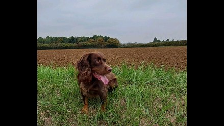 A crazy 2 weeks of work adventures mean I have been able to enjoy beautiful Autumn skies and colours...although a crazy schedule has been too much for some (last frame 😂).
#norfolk
#suffolk
#somerset
#yorkshire
#shrewsbury