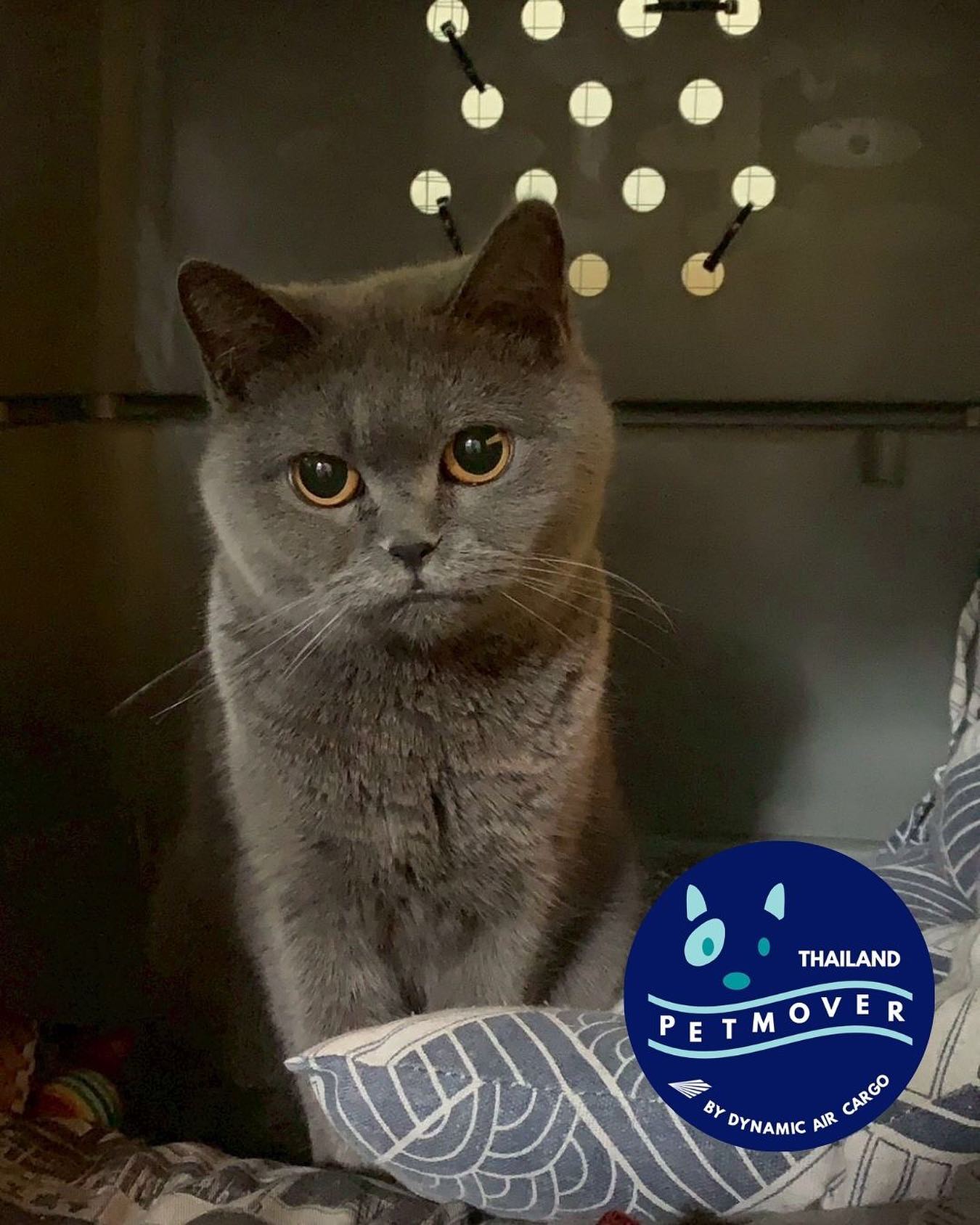 🇩🇰 🛬 🇹🇭 🛫 🇦🇺
We can help with transits too! Here is Koko stopping in Bangkok from Copenhagen, before heading to Melbourne 🥰
——————————————————
🐶 Thailand Pet Mover
🐱 Where Pet Lover Meets Pet Mover
🐰 Inquire via LINE: @thailandpetmover
🐯 Or Email: service@dynamicaircargo.com
🐹 Our DMs are not monitored
🐷 A trade mark service managed by Dynamic Air Cargo, a member of IPATA and IATA.
——————————————————
Please make sure you contact direct to our customer service team
#bangkok #traveller #importer #exporters #animals #thailandpetmover #petrelocationservices #petrelocation
#animallovers #pet #petmoverthailand #petshipping #dynamicaircargo #thailandpetrelocation #petrelocationthailand
#worldwideshipping #petmover #petlover #cats #doglover #ขนส่งสัตว์เลี้ยงไปต่างประเทศ #หมา #แมว #ขนส่งสัตว์เลี้ยง #doglovers #dogs #pets #petboarding