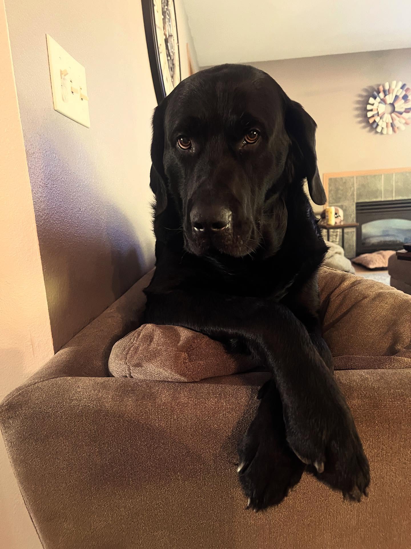 Our big, sweet boy turns 3 today 🥹🐾 Hank’s our gentle giant — always down for snuggles, belly rubs, and keeping things calm while Murphy runs circles around us 😂 Happy birthday Mister Hanky Panky Stanky!!