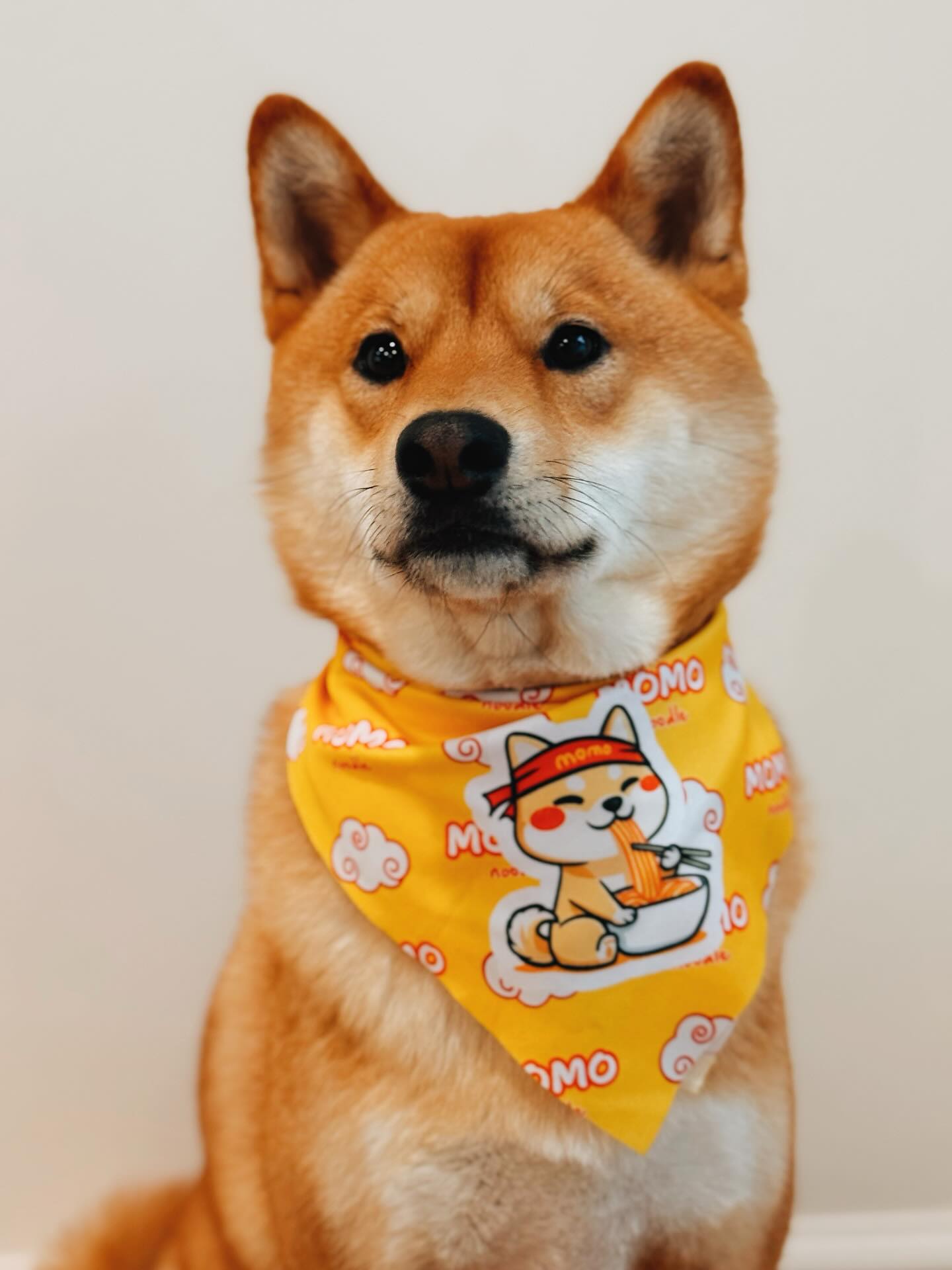 Get your MOMO BANDANA!😆 Good for human and fur babies 😉
#shibainu #momonoodlesf