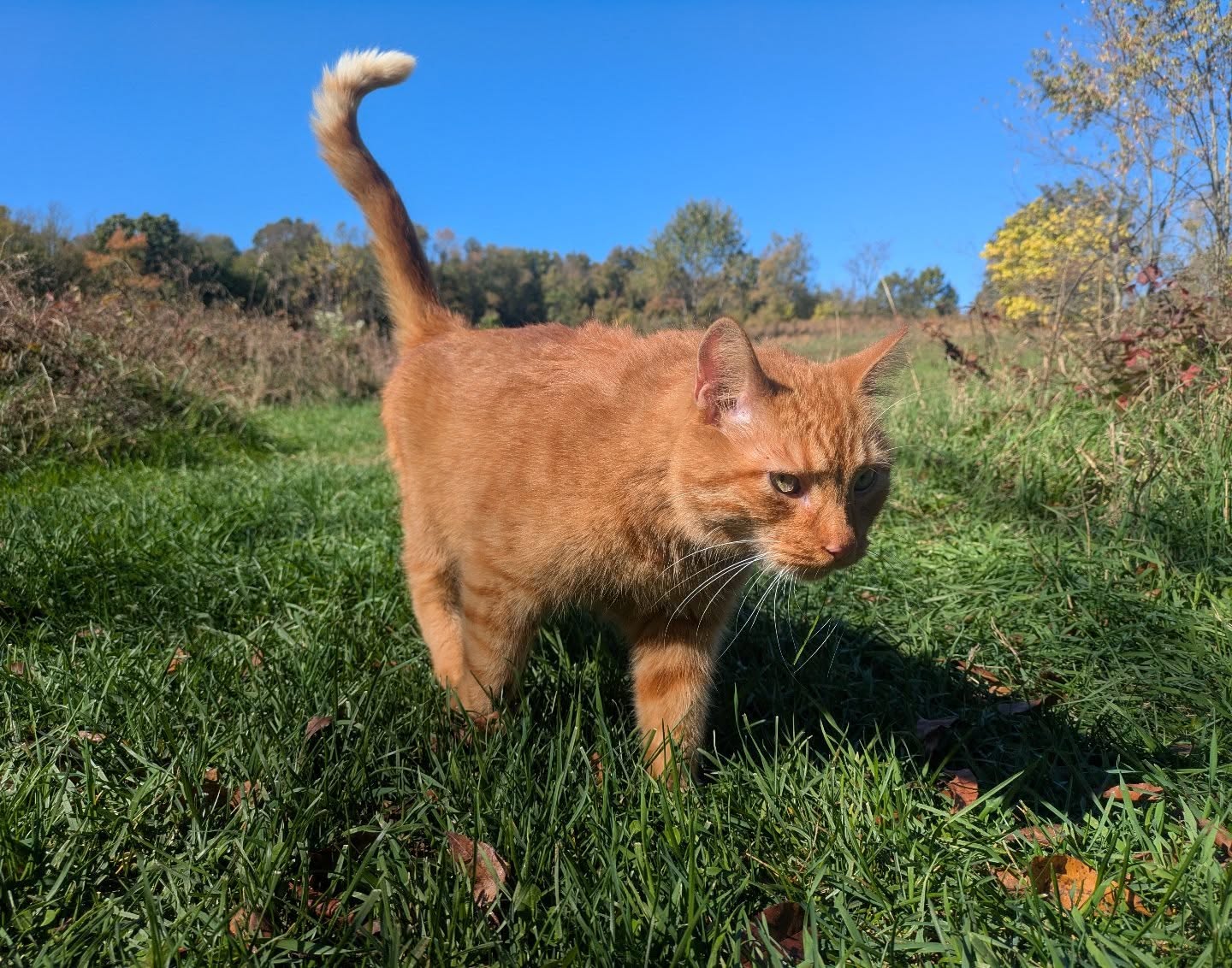 A fierce predator is patrolling the sheep pasture