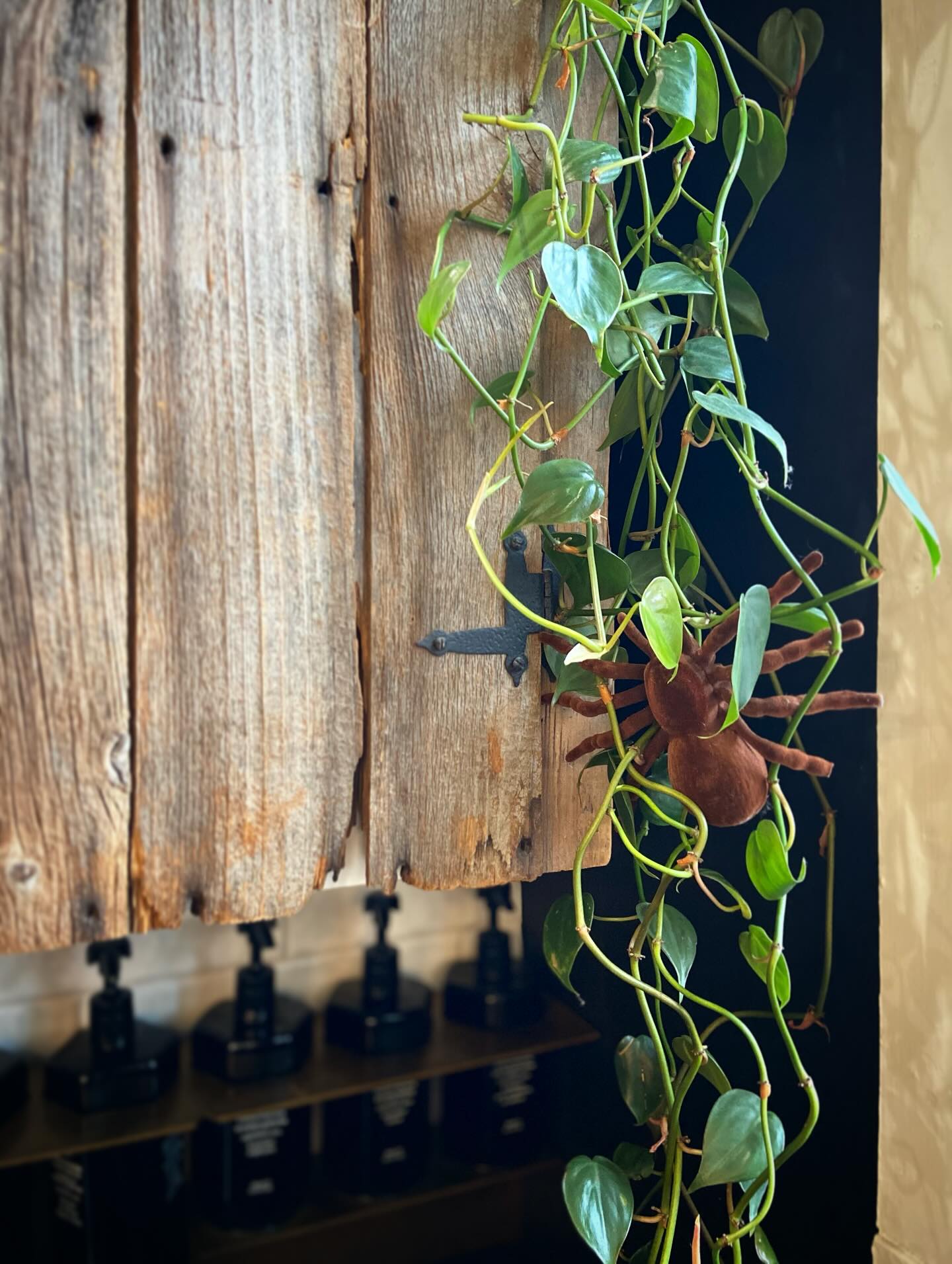 Spooky season is here 🕷️ you never know just who you might see at our salon 👻
.
.
.
#spookyseason🎃 #spookysalon #seasonaldecorating #halloweenseason #hairsalonfun #smallbusinessowner #spidermagic #westernmass #northamptonma