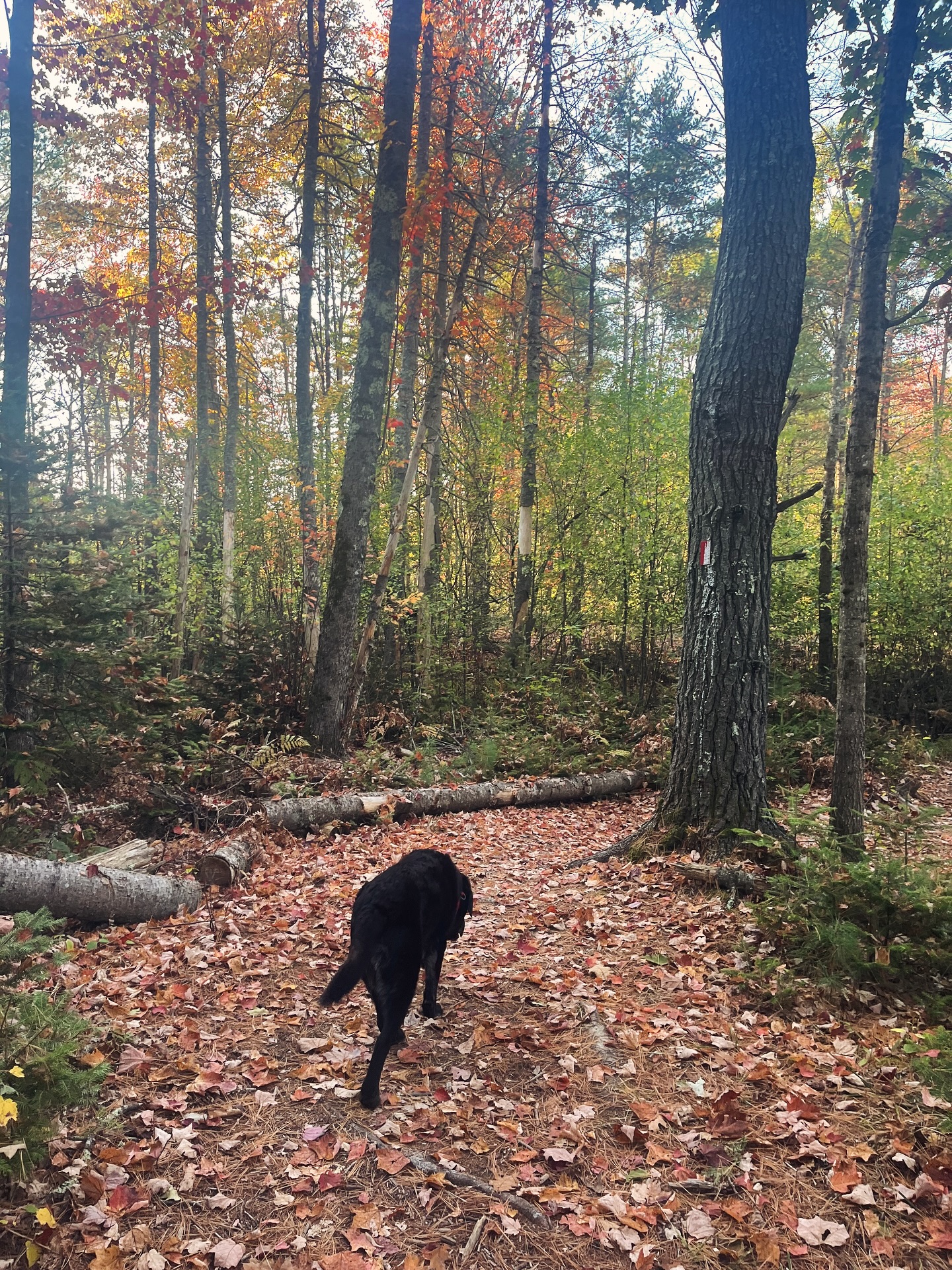 Peeping the fall foliage at ACT! 🍂🍁
The colors are really starting to pop, get out and enjoying them this weekend!
#fallinmaine #arundelconservationtrust #arundelmaine #kennebunkport #kennebunk