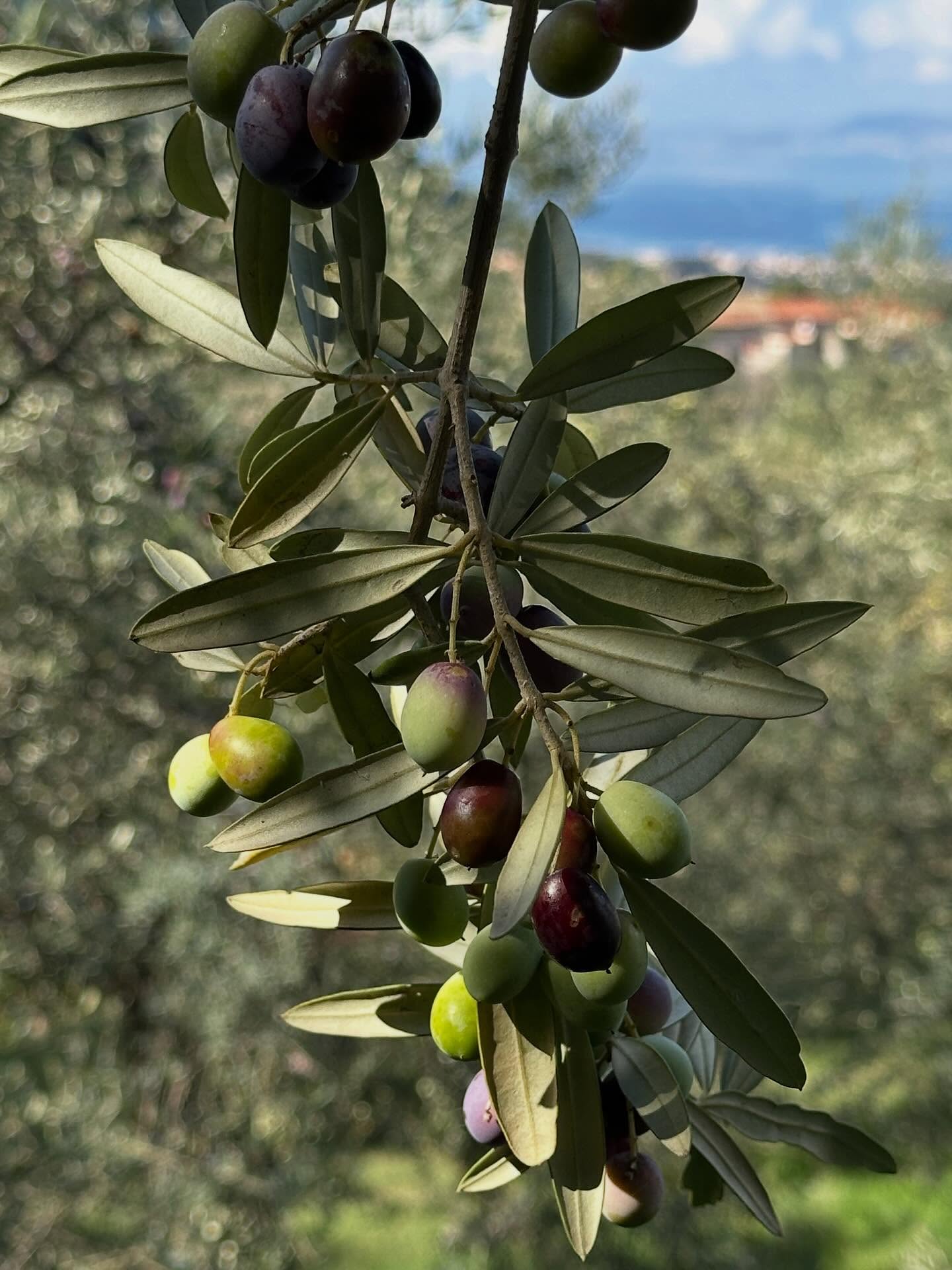 Her til morgen tog jeg ✈️ til smukke Italien sammen med min fantastiske leverandør Made by Mama❤️ Dagen er gået med besøg i Pastaen hjemstavn Gragnano, hvor vi besøgte deres samarbejdspartner der laver deres lækker pasta🍝🍝🍝 skøn frokost og lækkert hotel med udsigt ud over amalfi kysten❤️❤️❤️ @madebymama.it @altgodt