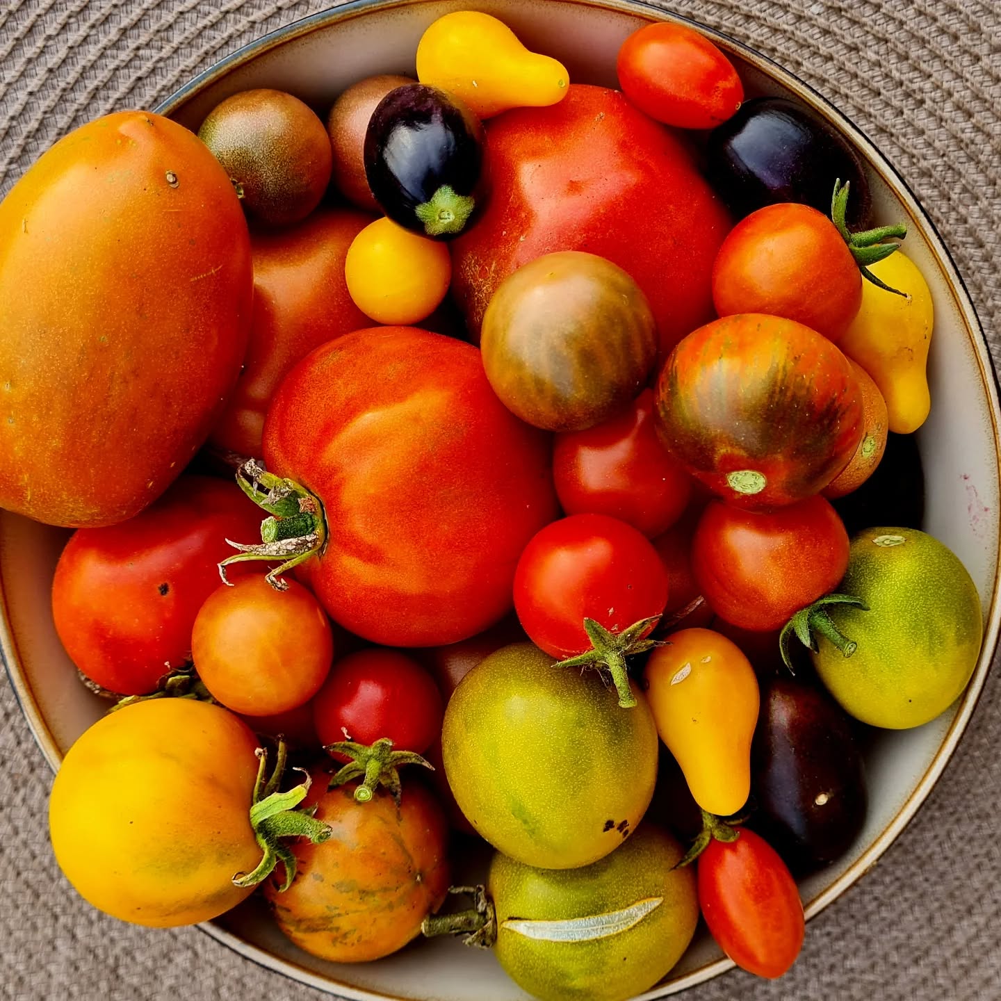 Our vegetable garden continues to spoil us with late season tomatos. What a treat!
#tomato #veggie #vegetablegarden #colourful #eatwhatyougrow #growwhatyoueat