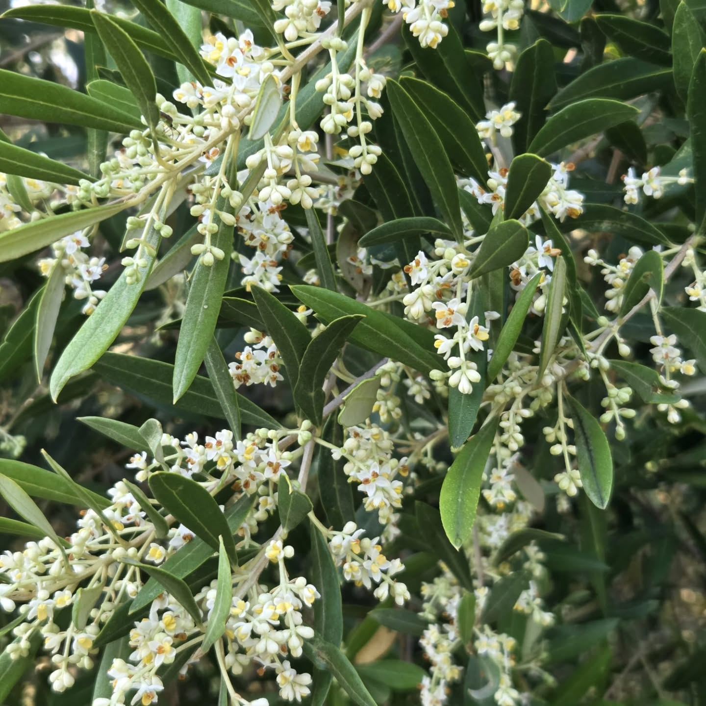 How beautiful! Our olive trees are in full bloom — a delicate display of tiny white flowers that mark the start of a new season of growth. Each blossom holds the promise of fruit, a quiet yet powerful reminder of nature’s reward. 🌿✨
#olives #Route62 #MontaguMagic
#oliveblossom #MontaguMagic #SelfCateringAccommodation
#KleinNektarEstate