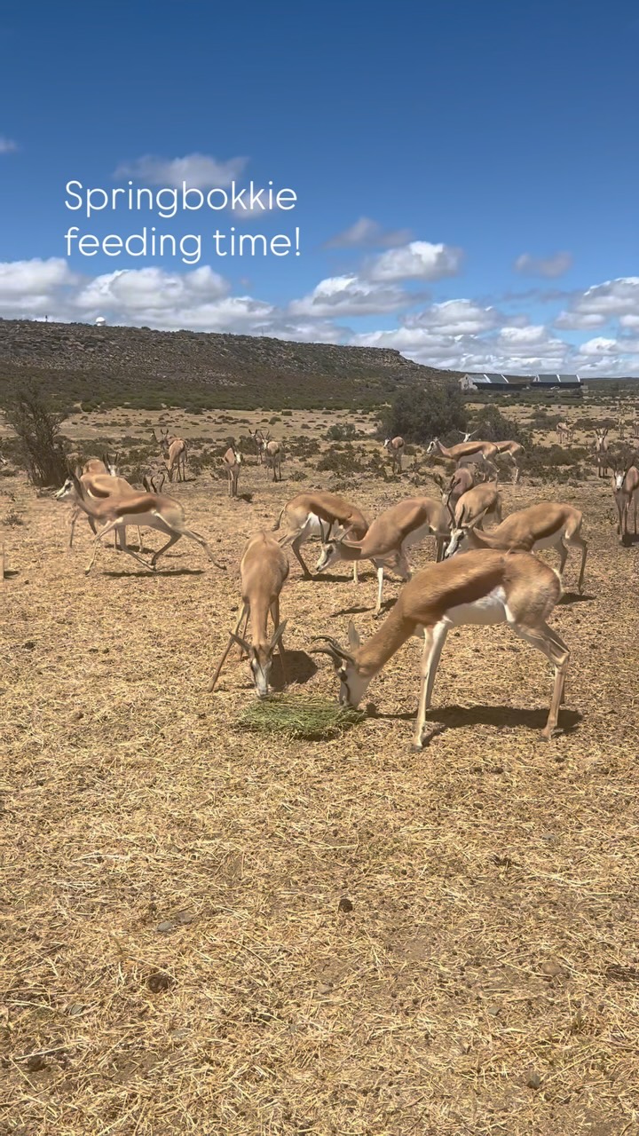This is the season of new life on the plains.
Baby Springboks take their first steps, join nursery herds, and start pronking in the fields.
Their Mom’s usually hide them when they are small, so keep a sharp eye out as you explore the reserve.
Book a Springbokkie Feeding experience at Reception or just enjoy watching them roaming around the reserve.
#luxuryecotravel #darkskyreserve #travelsouthafrica #karoo #karoolife #karooaccommodation #hikingadventures #hikingsouthafrica #cheetahconservation #cheetah #sustainabletravel #stargazing #astrophotography #sutherland #astronomylover #wideopenspaces #natureescape #nightphotography #nightsky #astronomy #thisissouthafrica