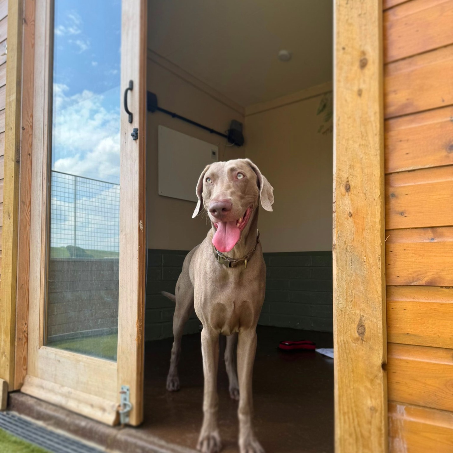 You may enter... if you bring snacks 🦴🐾