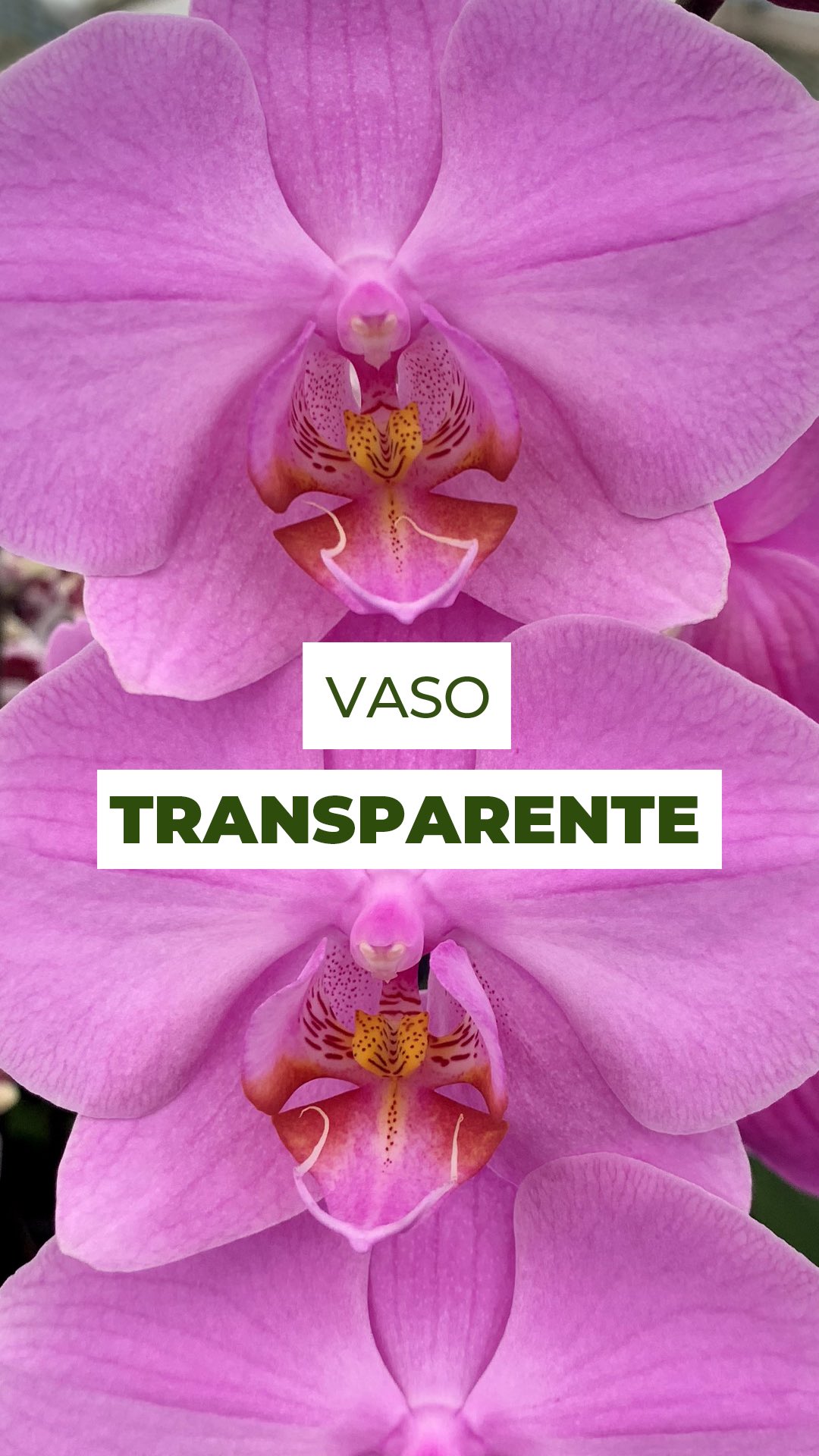 Por que usar vaso transparente para Orquídeas Phalaenopsis?
Acredite: não é estética, é estratégia! 💡🌸
Na natureza, as orquídeas Phalaenopsis crescem presas em troncos, com raízes expostas e elas também realizam fotossíntese. Então o vaso transparente permite que a luz chegue até essas raízes, ajudando a planta a produzir mais energia e se manter forte e saudável.
Mas atenção: essa dica vale especialmente para as Phalaenopsis!
Conta aqui nos comentários:
O que achou dessa estratégia?👇
#phalaenopsis #phalaenopsisorchid #orquideaphalaenopsis #orquidea #orquideas #vasotransparente #plantlovers #orchidlovers #vasotransparente #orchidbloom #flowerpower #phalaenopsisaphrodite #phalaenopsisamabilis #orchid