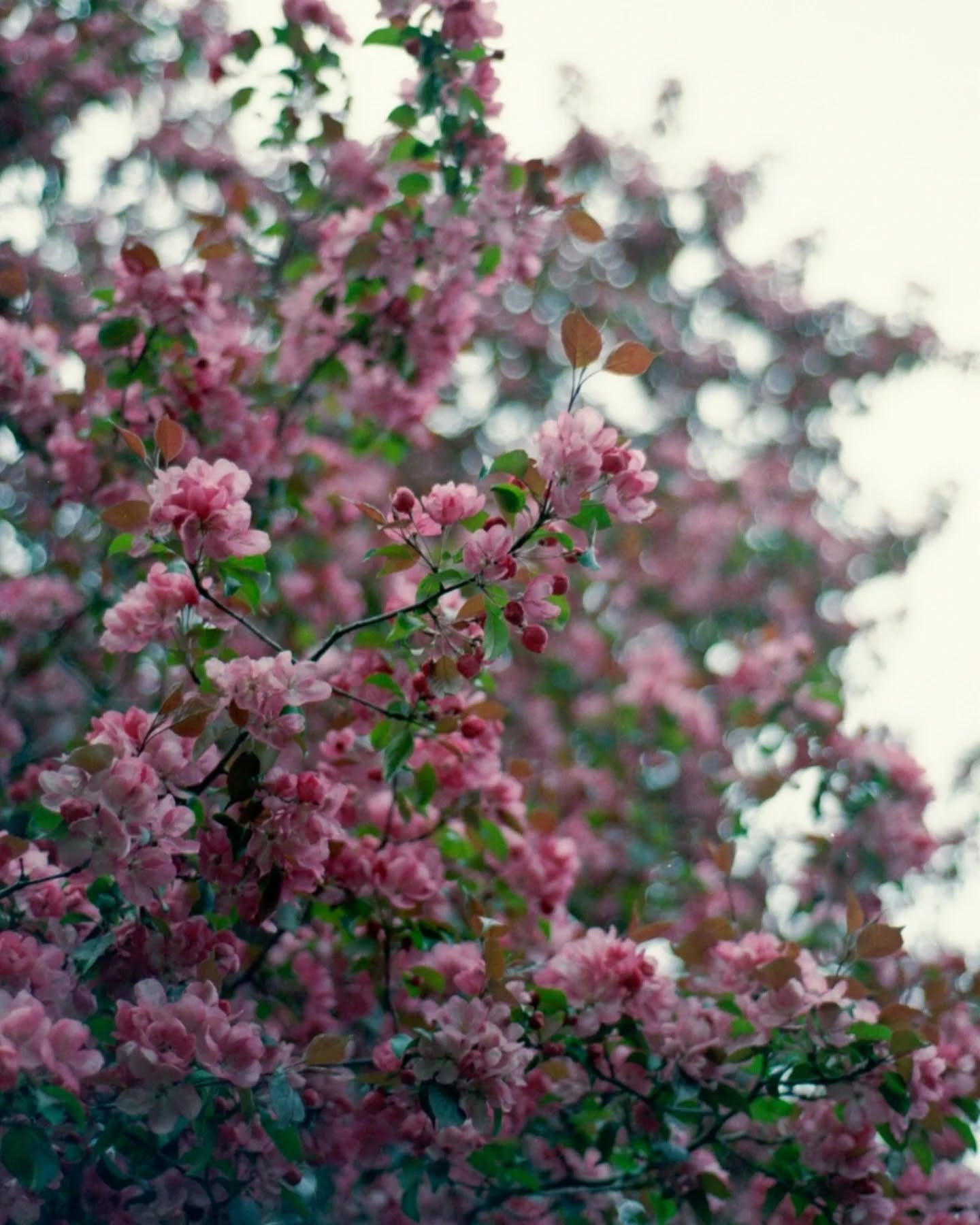 And some colour scans from this gorgeous day 🎞️
