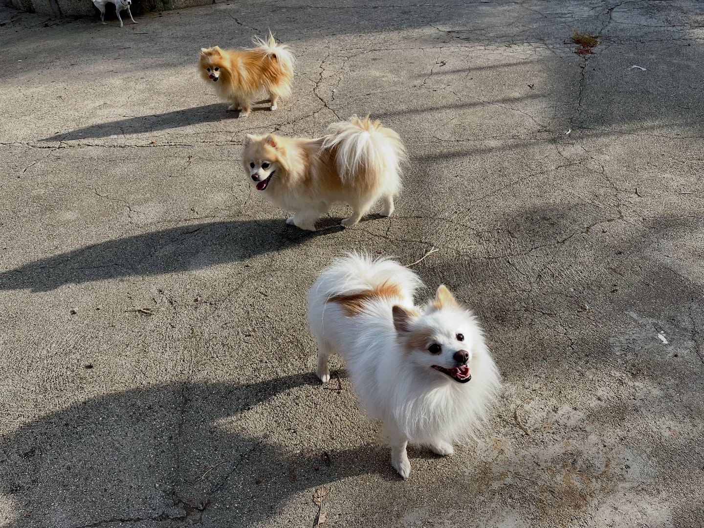 #cuidadoresdeperros #madrid #mascotas #españa #igersmadrid #perros #dogs #dogsofinstagram #perrospequeños #dogslife #dogfriend #fotosdeperros #comoencasa #vacaciones #doglover #pomeranian #chihuahua #caniche #bichón #bichonmaltes #shitzu #shitzulovers #pomerania #pomeraniaespaña #teckel #otoño