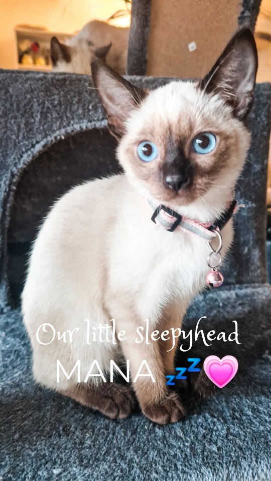 Our little sleepyhead Mana 💤💗 (Deutche Version unten)
She’s going to her new home and the best part? She’ll join her new brother from our previous litter! 🐾
We’ll miss her so much already… but we’re so happy she’ll have a loving family and a furry companion.
Good luck, sweet girl We can’t wait to see how you settle in your new home! 🏡💞
#MysticPaws #ThaiCat #Thaikatze #CatteryLove #KittenJourney #SleepyKitten #NewHome
___________________________
Unsere kleine Schlafmütze Mana 💤💗
Sie zieht in ihr neues Zuhause und das Beste daran? Sie wird ihren neuen Bruder aus unserem vorherigen Wurf treffen! 🐾
Wir werden sie so sehr vermissen… aber wir freuen uns riesig, dass sie eine liebevolle Familie und einen pelzigen Gefährten bekommt.
Viel Glück, süsses Mädchen! Wir können es kaum erwarten zu sehen, wie sie sich in ihrem neuen Zuhause einlebt! 🏡💞
#MysticPaws #ThaiCat #Thaikatze #CatteryLove #KittenJourney #SleepyKitten #NewHome