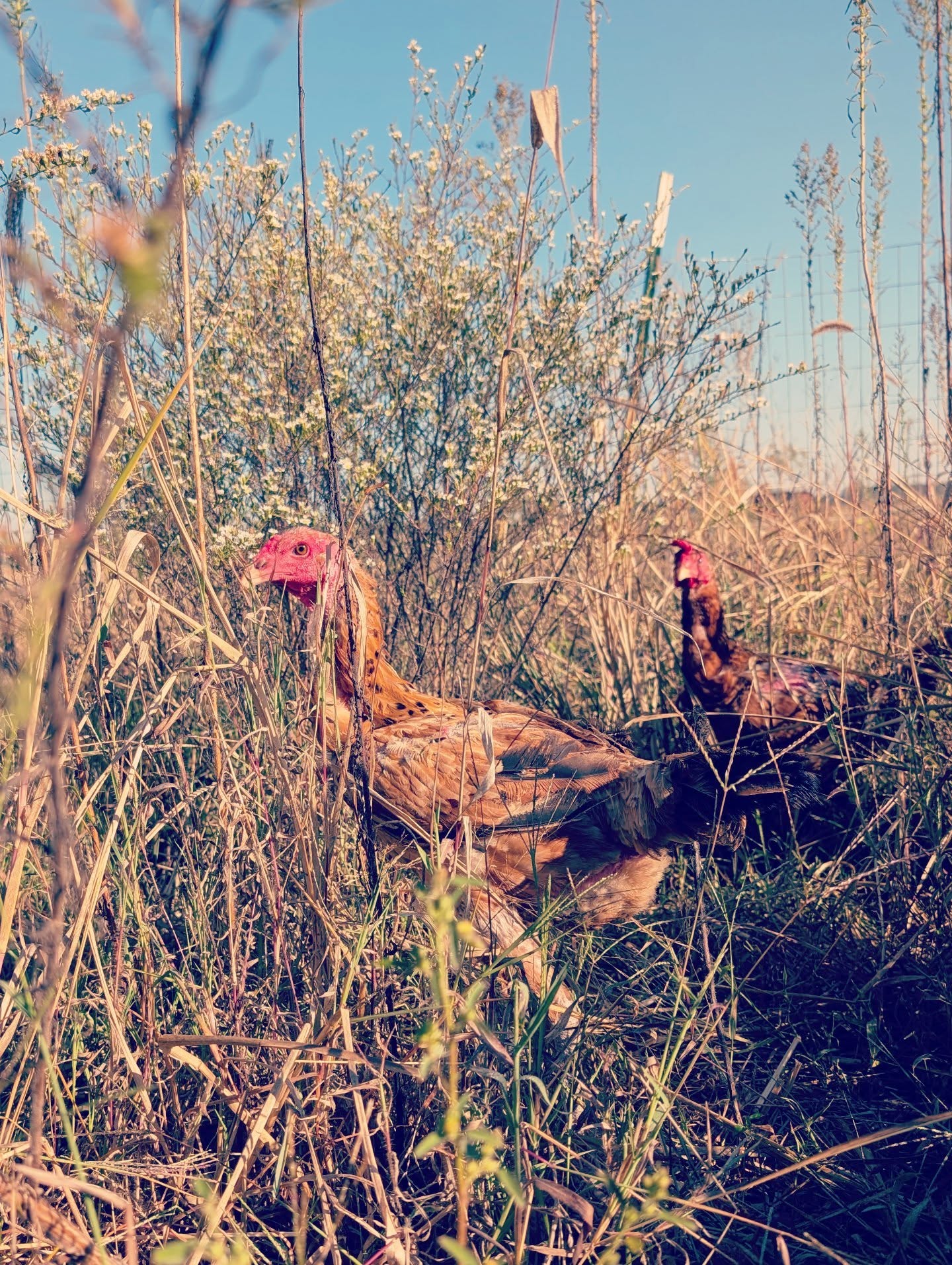 Prairie raised, fully pastured, healthy happy birds always.
...
#indiogigante #chickens #chickensofinstagram #chicken #rarebreed #rarechickens #tallestchickensintheworld