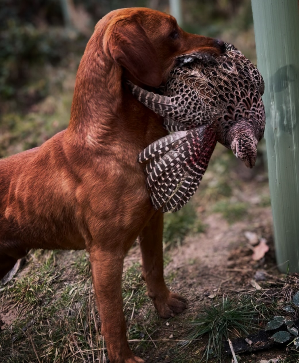 On Tuesday we had our First pheasant day of the season! Rum has reached peak fitness from running on the moors