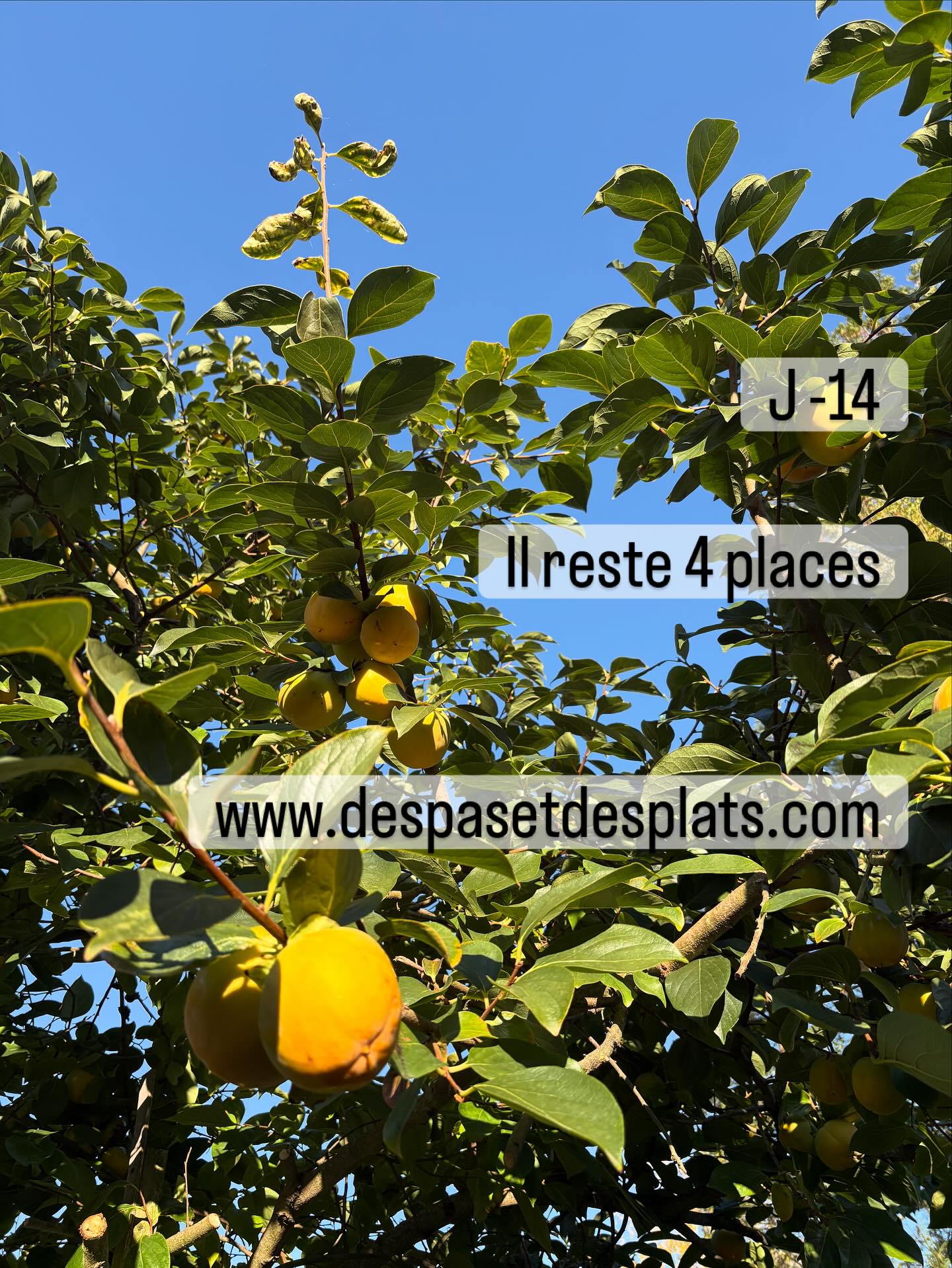 J-14
Il reste 4 places pour le dîner le plus drôle qui soit le samedi 25 octobre à Paris.
Inscriptions sur le site.
4 hôtes formidables planchent déjà sur leur menu.
On va bien s’amuser
Photo de kaki sans rapport mais n’est elle pas chou ?