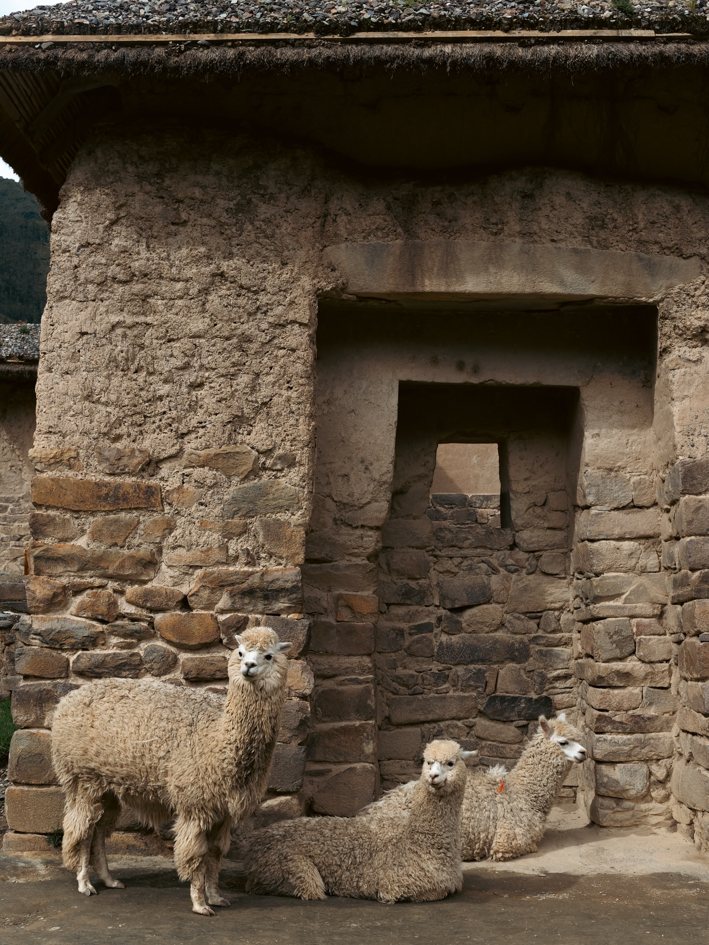 Snapshots from Valle Sagrada, a region known for its abundance of Inca archaeological sites. The Incas in fact believed that the valley was a gift from the gods due to its fertile lands.
1 Wild animals in Ollantaytambo đŠ
2-4 Ollantaytambo đ
5 Moray Incan siteđż
6 Chinchero terraces with a wild Reid đ
7 Salinas de Maras đ§
8 Chincherođ
#sacredvalley #vallesagrada #incanruins #ollantaytambo #wildanimals #llama #reid