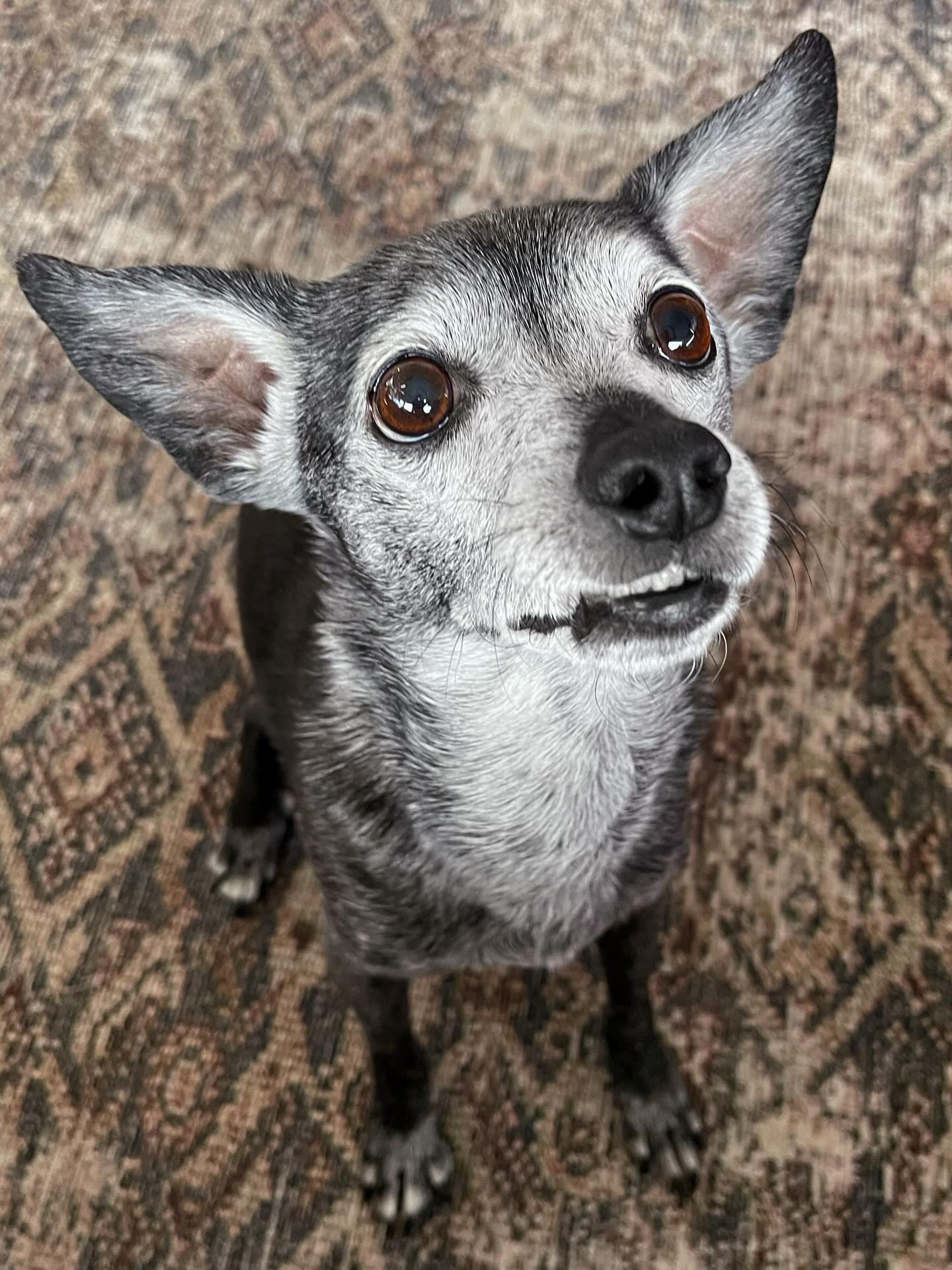 Incoming! Flying directly into your snack (and heart).