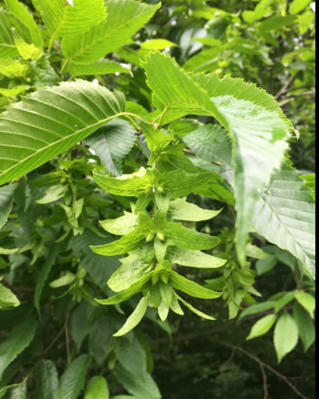 ✨ New Arrival! ✨
Meet American Hornbeam (Carpinus caroliniana) — also known as Blue Beech or Musclewood.
A small native tree with a big ecological impact, it shines in shady gardens, woodland edges, and riparian zones. Another perfect tree for rain Gardens novel ecosystems pocket Woodlands pocket Wetlands and boulevards
Its smooth, muscular bark, graceful form, and fiery fall colours bring four-season beauty — while supporting pollinators, birds, and biodiversity.
💪 Tough wood, gentle spirit
💧 Thrives in floodplains
🪶 Native host for over 30 moth & butterfly species
Nature’s reminder that quiet strength sustains the forest. 🌳
🌱 Planting to Protect. Restoring to Thrive.
@OriginNativePlants
OriginNativePlants.com
#NewArrival #AmericanHornbeam #CarpinusCaroliniana #BlueBeech #Musclewood #NativeTreesOntario #UnderstoryTree #RiparianRestoration #OriginNativePlants #ResilientByNature #NativeWoodland #BiodiversityBoost #EcoDesign #ForestRestoration #PlantNativeSaveNature