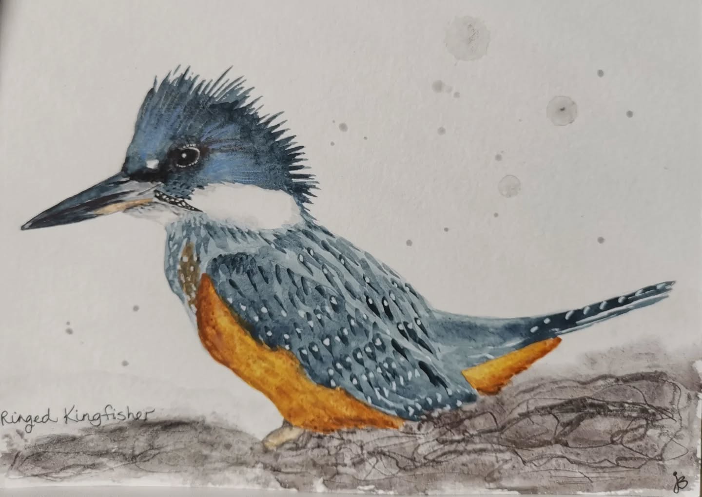 Ringed Kingfisher
Day 15 #Birdtober2025 #birdtober
This year I'm using watercolor, neocolors II, pencil crayons, charcoal, and gelly roll pens. Whatever floats my 🐦
I'm working on Clairefontaine watercolor paper 5.8x8.3" (A5) cold press paper.
@aholmesartstudio #ilovebirds #bird #birdartist #birdart #birddrawing #birdpainting #birdillustration #birdnerd #birbs #painting #drawing #illustration #birdchallenge #watercolorart #watercolorpainting #pencilsketch #fabercastell #clairefontainepaper
