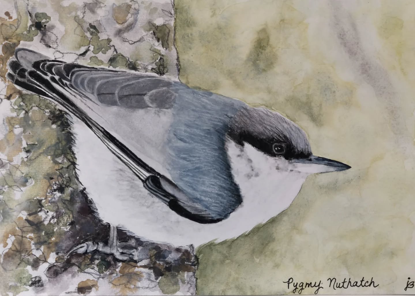 Pygmy Nuthatch
Day 16 #Birdtober2025 #birdtober
This year I'm using watercolor, neocolors II, pastel and pencil crayons, charcoal, and gelly roll pens. Whatever floats my 🐦
I'm working on Clairefontaine watercolor paper 5.8x8.3" (A5) cold press paper.
@aholmesartstudio #ilovebirds #bird #birdartist #birdart #birddrawing #birdpainting #birdillustration #birdnerd #birbs #painting #drawing #illustration #birdchallenge #watercolorart #watercolorpainting #pencilsketch #fabercastell #clairefontainepaper