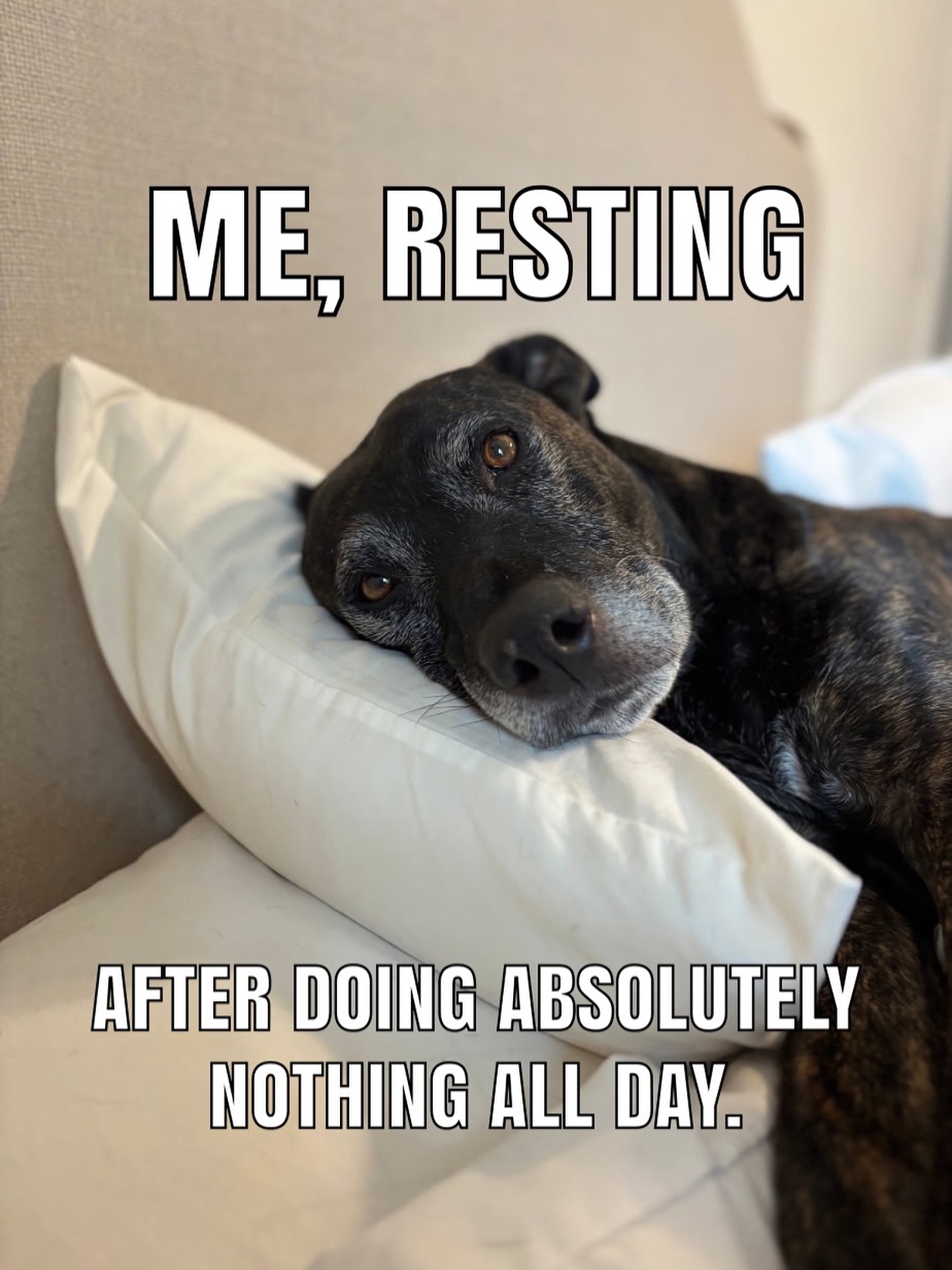 Living the life 🤣Join us at DOGAROOO — the Ultimate Dog Convention! 🐾🐕🐩
Mark your calendars 🗓️ March 6–7, 2027 at the @pasadena_conventioncenter in Pasadena, CA! This is the can’t-miss event for dog lovers everywhere. 🐶✨
Here’s what you & your pup can look forward to:
✨ Vendors & Sponsors with treats, toys, food & must-have products
🎓 Meet & learn from some of the world’s top dog trainers
🏡 On-site adoption area in partnership with local shelters ❤️
👑 Dog costume contest + “Best in Show” competition
🌳 Dog park, pet games, dog art, fashion and fun for the whole family
Our mission at Dogarooo Convention is simple: create the ultimate experience for dog owners while helping pups across California find their forever homes. 🐾
🐕💼 Interested in sponsoring or booking a booth? Email us through the link in our bio today!
📍 Pasadena Convention Center
📅 March 6–7, 2027
#Dogarooo #DogConvention #pasadenadogs #DogParents #DogsOfInstagram #amazonpets #amazondogs #convention #conventions #rescuedogsofinstagram #dogevent #dogreels #doginfluencer #doginfluencers #doginfluencersofinstagram #dogtoysofinstagram #petexpo #funnydogvideos #dogtraining #dogtrainers #dogtreat #funnydog #losangelesdogs #cutedog #doginfluencersofinstagram #funnydogreels #funnydog #seniordog #dogmeme #dogs #funnydogmemes