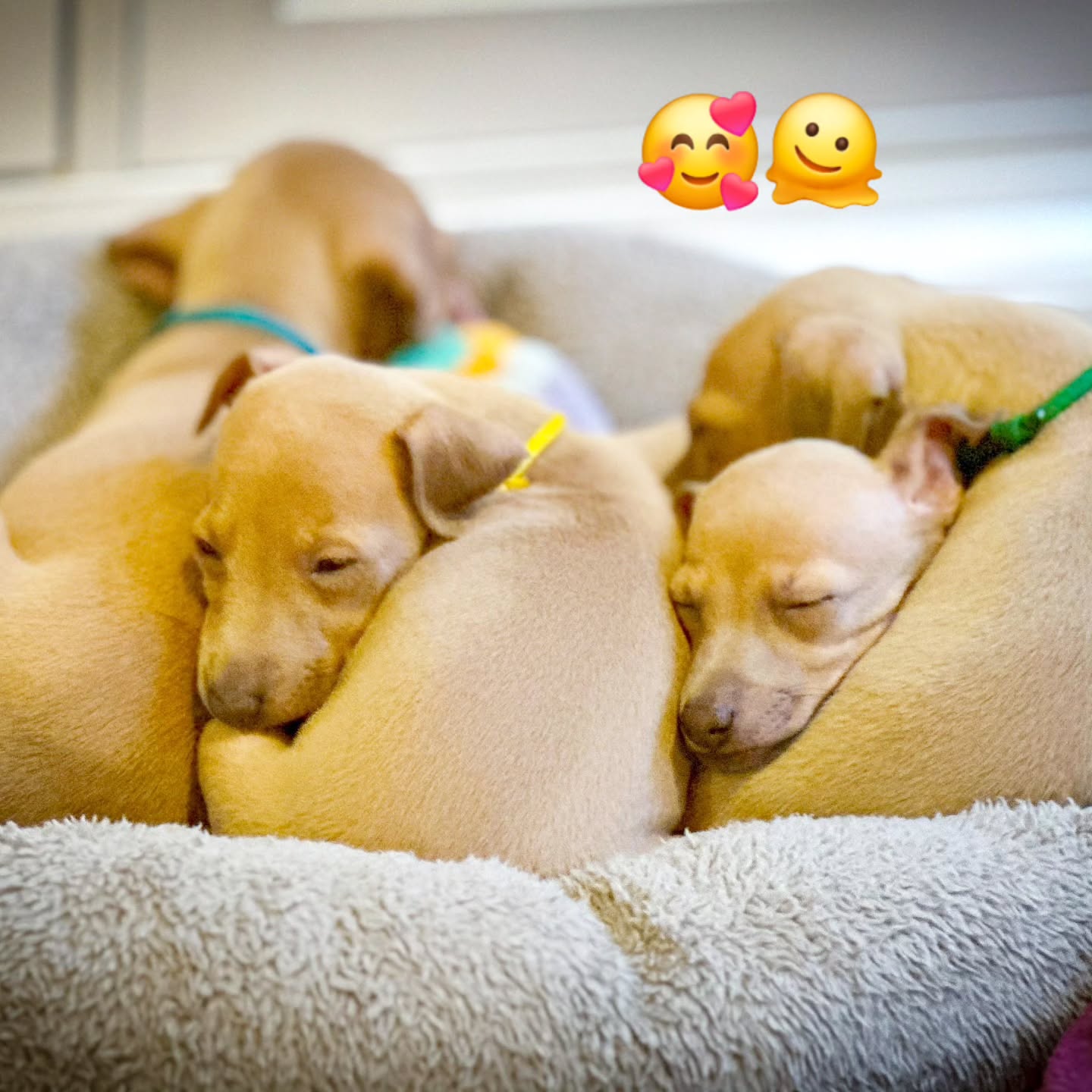 ❤️❤️❤️
6. Lebenswoche
https://italiangreyhound.breedarchive.com/animal/view/bijou-bella-bambini-8b15c1af-a2d9-4cf1-a0f7-837814fc3736
#italiangreyhound #italienischeswindspiel #puppylove