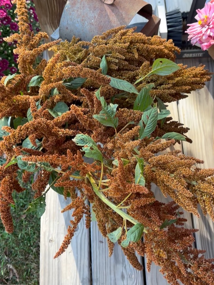 We’re havin’ a shindig! Tonight 4-7. Come on out for the best flowers of the fall, wine from @curraheevineyardandwinery music from @reecespiecesofwood and food from @bigburritosmg
Come and get it!!