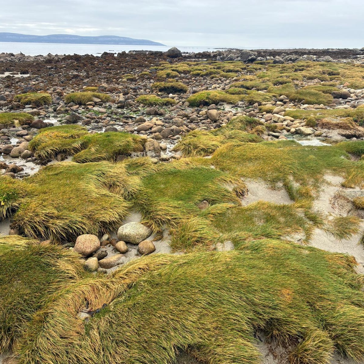 Great day out at Silverstrand Beach in Galway over the weekend with Marie Louise Heffernan CEnv MCIEEM MSc and Mary Hachey! Galway still has quite a few gaps, but with the weather looking dry over the next few days, we are hoping to cover some more coast!
There is still over a week left to get out and survey and every unit counts! Book your survey unit today: https://www.coastwatch.org/all-ireland-survey-autumn-2025
Let us know what amazing plants and animals you find by tagging us on social media! See you out there!
