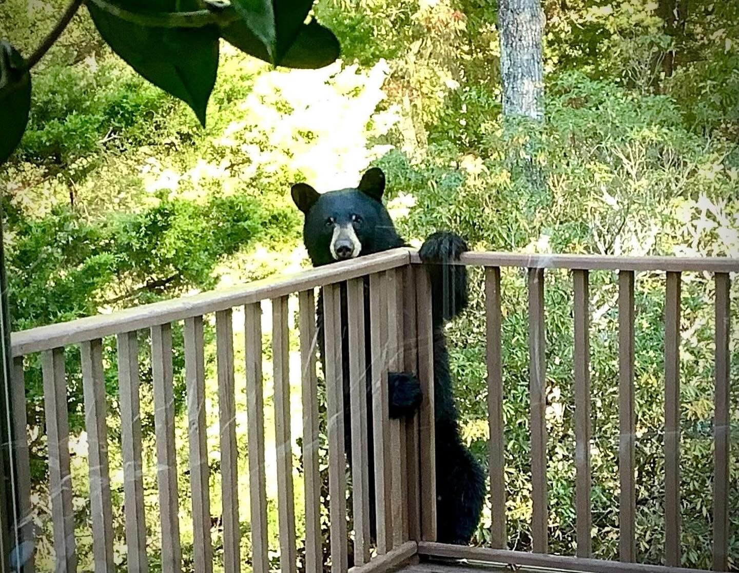 The truth is we share custody of Louie now. He has his mountain mom, Auntie Ursula Harris, and us when he feels like coming back to Greenville.
Lucky, lucky dog. This bear, and yes he is real, was waiting for Louie to leave too so he could make his way up to again check the bird feeders. 🥹