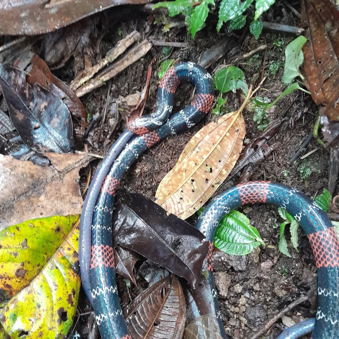 A coral snake choking on a caecilian. We don't see that every day.