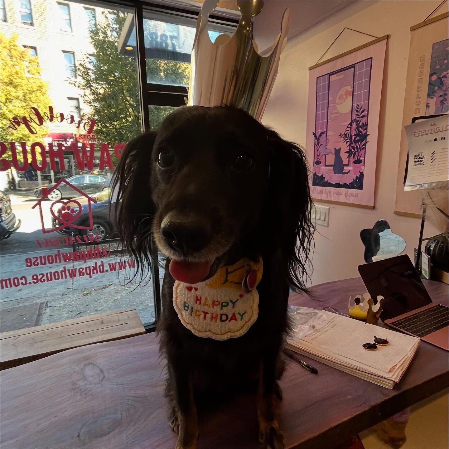 Happy birthday maccc🐶🥺 @fleetwoofmac_
#explorepage✨ #dogsofbrooklyn #dogsofinstagram