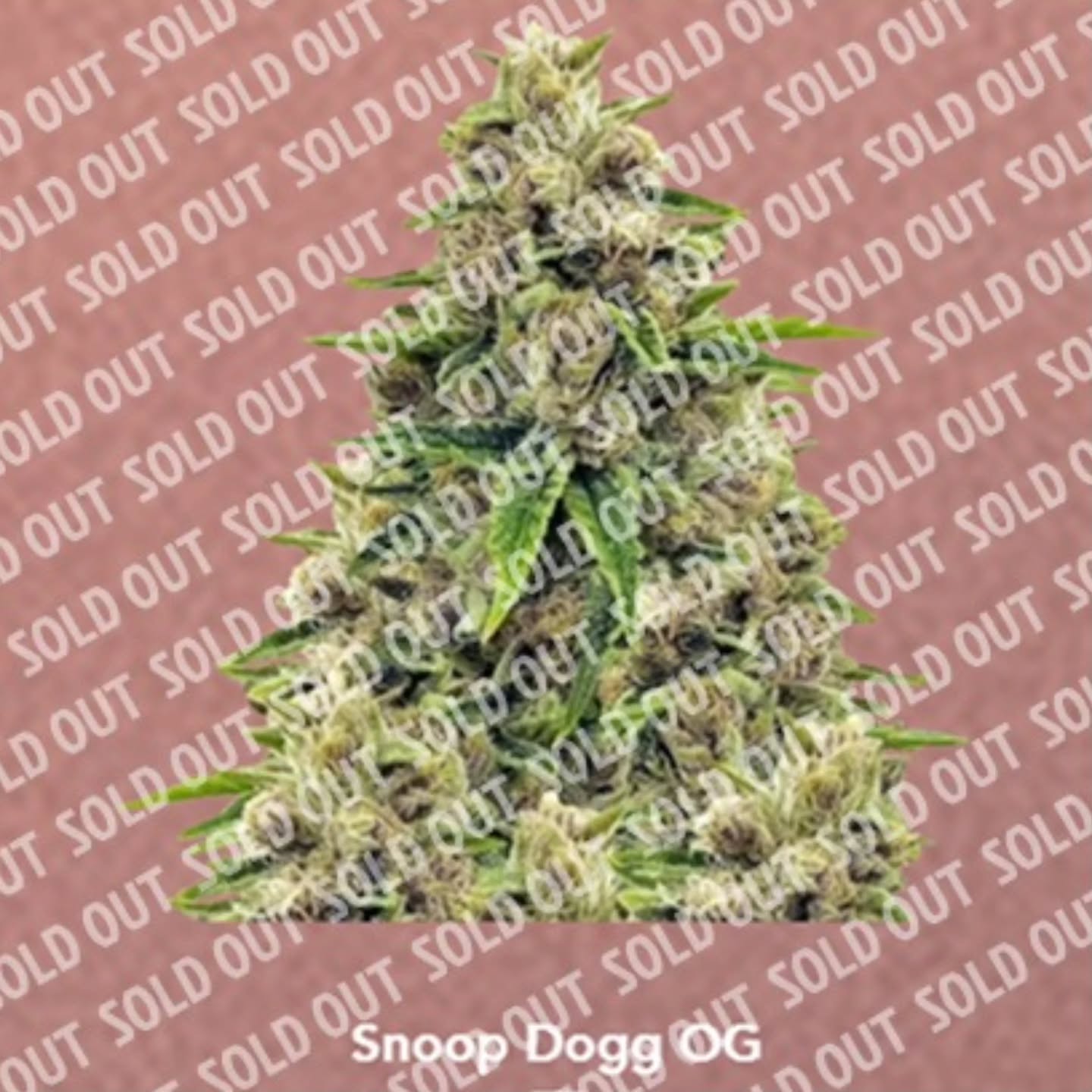 Snoop Dogg OG is sold out!!
2 new strains dropping soon PLUS big news. Stay Tuned.
We cannot thank you enough. 💚💚💚