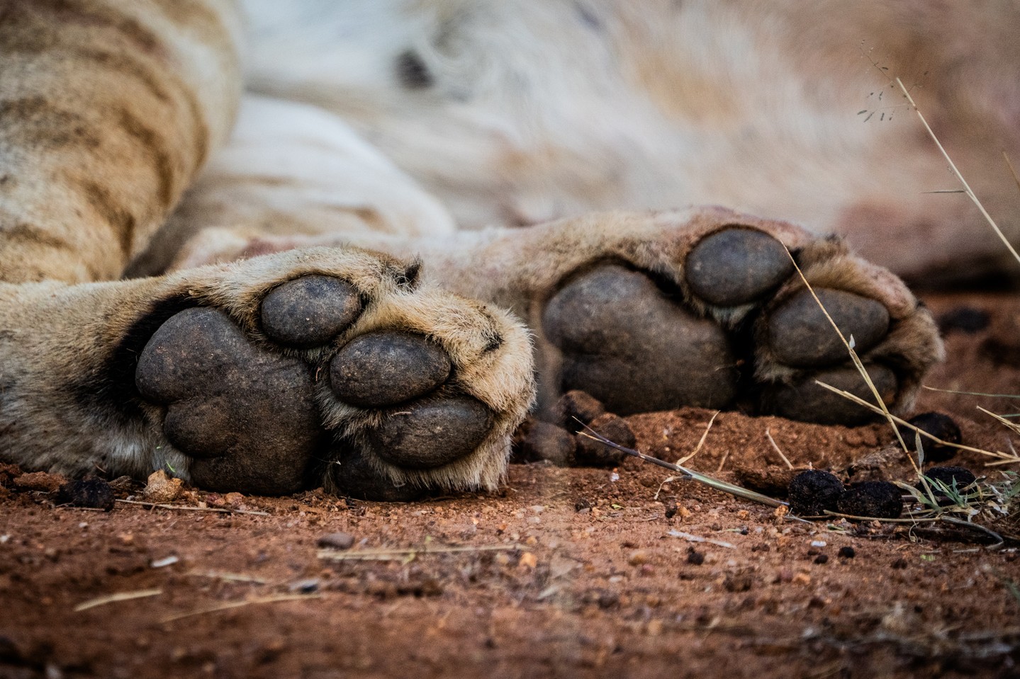 🐾 Lion’s paws are built for both strength and stealth. Their soft pads help them move quietly, allowing them to get close to prey before making a move.
One small detail helps trackers tell a lion’s print from others: the three lobes at the back of each paw pad. Only members of the cat family (Felidae) have this feature — while other mammals with paws, like jackals, civets, hyenas and wild dogs, have just two.
Our monitoring teams at Loisaba Conservancy use these details to identify species and track their movements across the landscape — helping us better understand and protect the predators that call Loisaba home.
Photo © @JamieLucasPhotography
#Loisaba #Lion #WildlifeMonitoring #BigCats #Conservation #Kenya