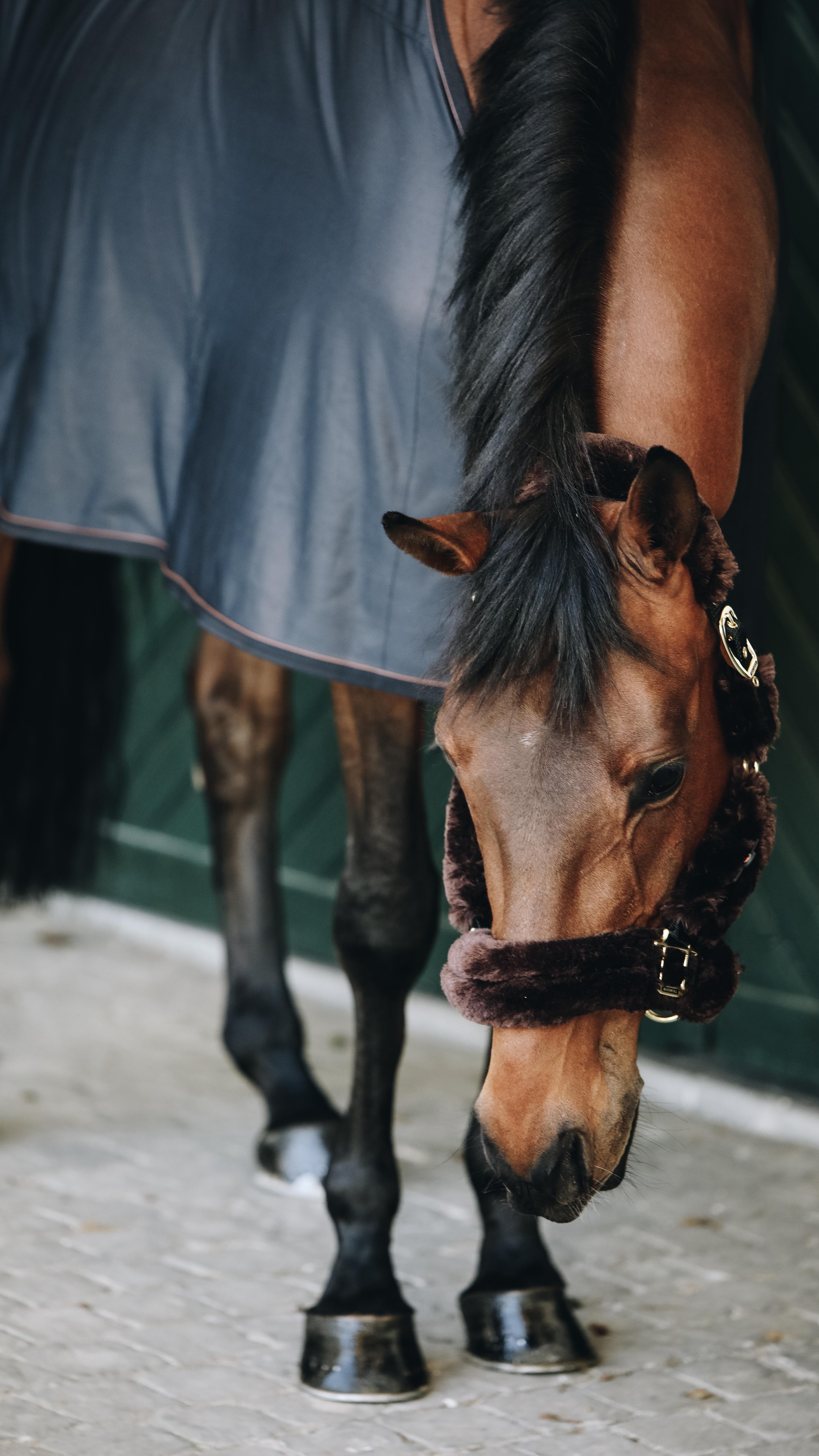 Vous cherchez une solution pour améliorer le bien-être et la récupération de votre cheval ? 🐴❤️
Connaissez-vous la chemise Recuptex de @kentucky_horsewear, une véritable innovation pour la santé de votre compagnon.
Comment ça marche ?
Basée sur la technologie Bekaert Bekinox®, elle intègre le fil d’inox le plus fin du marché.
Ce tissu intelligent reflète les champs magnétiques du corps du cheval, ce qui a pour effet de :
🔹 Stimuler la circulation sanguine et le flux d’oxygène.
🔹 Accélérer le processus de guérison des micro-fractures.
🔹 Réduire les gonflements et l’inflammation.
🔹 Procurer un effet relaxant et apaisant.
Légère, respirante et antistatique, elle peut être utilisée toute l’année, avant ou après l’effort.
Et le meilleur ? Elle est lavable en machine sans perdre son efficacité !
Passez nous voir en magasin pour la découvrir ou envoyez-nous un message pour plus d’infos !
#RecuptexTechnology #KentuckyHorsewear #ChevalSain #PhysioCheval #OsteoEquin #ConfortDuCheval #EquitationBienEtre #PerformanceEquestre #SellerieFrancaise #artequestre