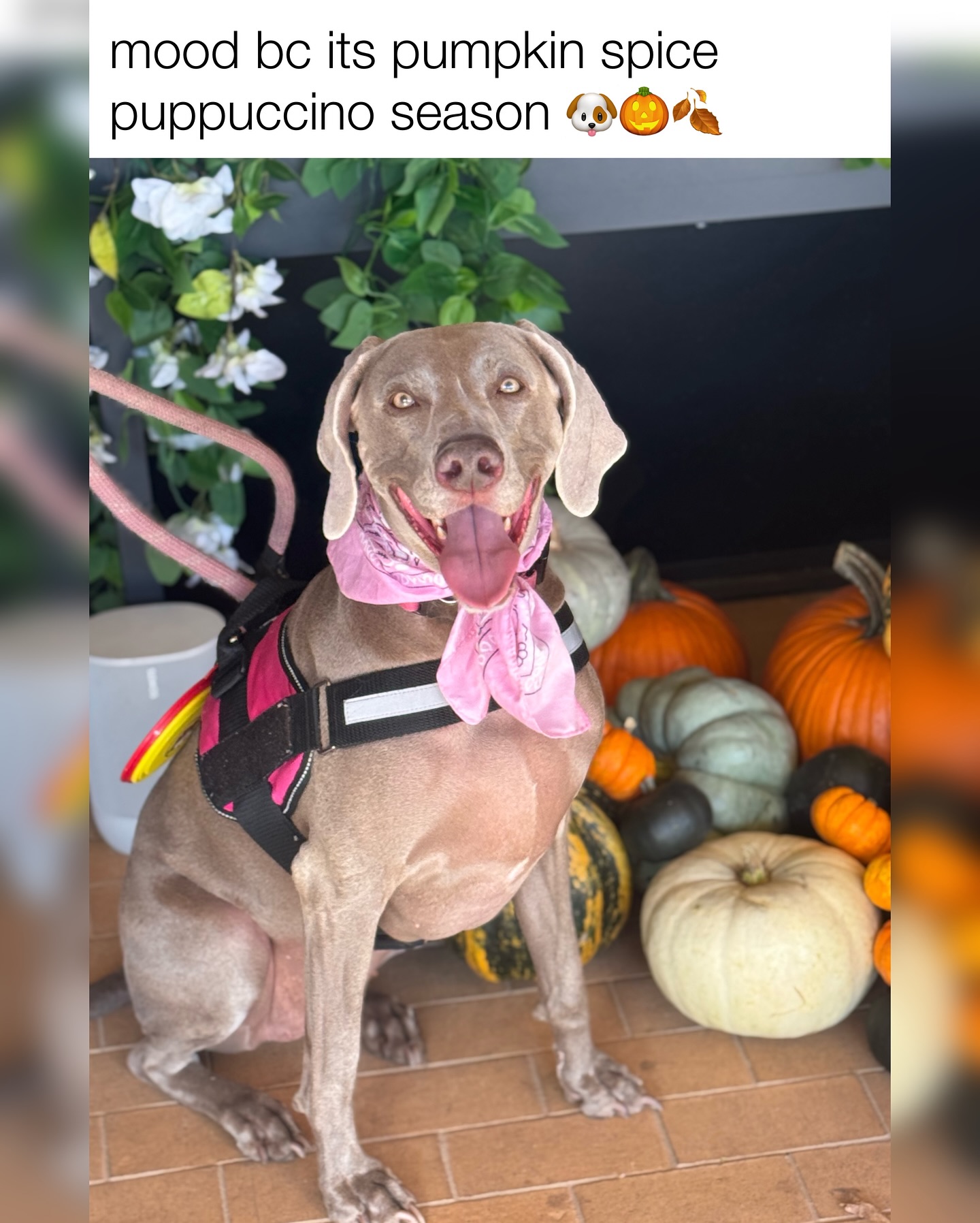 Do you take your dog to the pumpkin patch? 🎃😆#weimaraners #weimaraner #funnydogvideos Join us at DOGAROOO — the Ultimate Dog Convention! 🐾🐕🐩
Mark your calendars 🗓️ March 6–7, 2027 at the @pasadena_conventioncenter in Pasadena, CA! This is the can’t-miss event for dog lovers everywhere. 🐶✨
Here’s what you & your pup can look forward to:
✨ Vendors & Sponsors with treats, toys, food & must-have products
🎓 Meet & learn from some of the world’s top dog trainers
🏡 On-site adoption area in partnership with local shelters ❤️
👑 Dog costume contest + “Best in Show” competition
🌳 Dog park, pet games, dog art, fashion and fun for the whole family
Our mission at Dogarooo Convention is simple: create the ultimate experience for dog owners while helping pups across California find their forever homes. 🐾
🐕💼 Interested in sponsoring or booking a booth? Email us through the link in our bio today!
📍 Pasadena Convention Center
📅 March 6–7, 2027
#Dogarooo #DogConvention #pasadenadogs #DogParents #DogsOfInstagram #amazonpets #amazondogs #convention #conventions #rescuedogsofinstagram #dogevent #dogreels #doginfluencer #doginfluencers #doginfluencersofinstagram #dogtoysofinstagram #petexpo #funnydogvideos #dogtraining #dogtrainers #dogtreat #funnydogs #funnydog #losangelesdogs #weimmoments #doginfluencersofinstagram #funnydogreels #weimaraners #weimsofinstagram #weimaddict