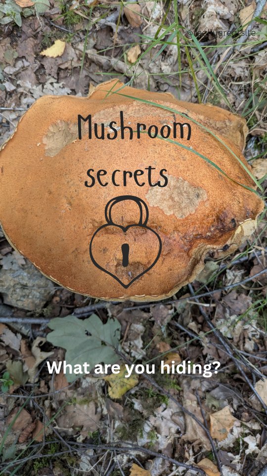 What a cracker this is! Certain species of fungi change colour when they are cut or bruised. It is thought to be a deterrent against predators but don't let it put you off eating orange birch boletes!
Identification features include:
- orange cap, firm when young feeling more spongy as it ages
- long dotted stems
- tunes instead of gills (cut the cap and you'll see tightly packed long tubs)
- found in association with birch (similar species also found with oak and aspen)
- bruises blue, brown or black
WARNING ⚠️ these need to be well cooked!
This particular specimen was harvested in Bonawe as part of my ongoing work with @culturaldocuments and The Ardchattan Centre. I am their Forager in Residence and it's going to be really interesting so keep a look out for updates!
Orange birch bolete // Leccinum versipelle