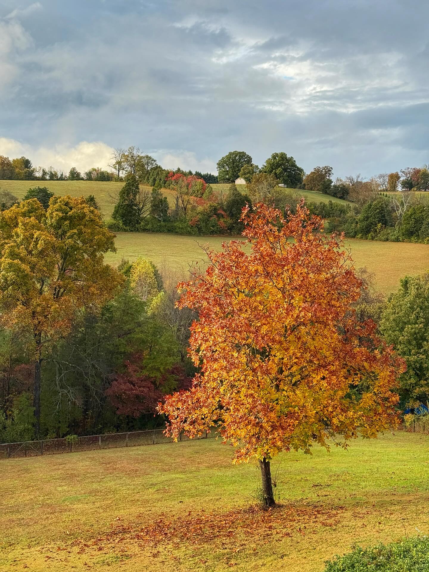After the rain. 🍂 I will never get over our yard in the Fall. All the heart eyes for this view😍